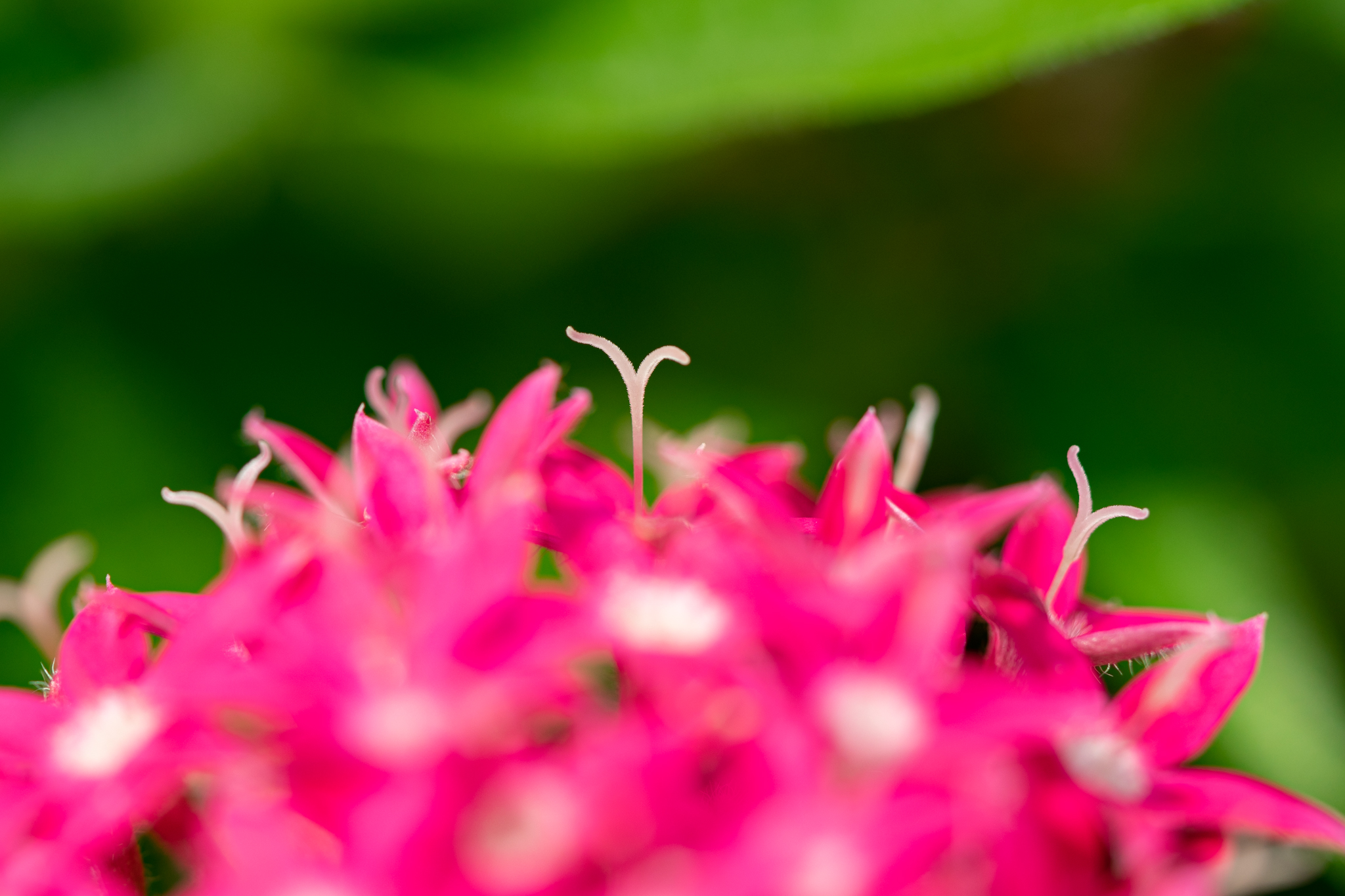 f:id:Paradisia:20190809172837j:plain f:id:Paradisia:20190809172837j:plain