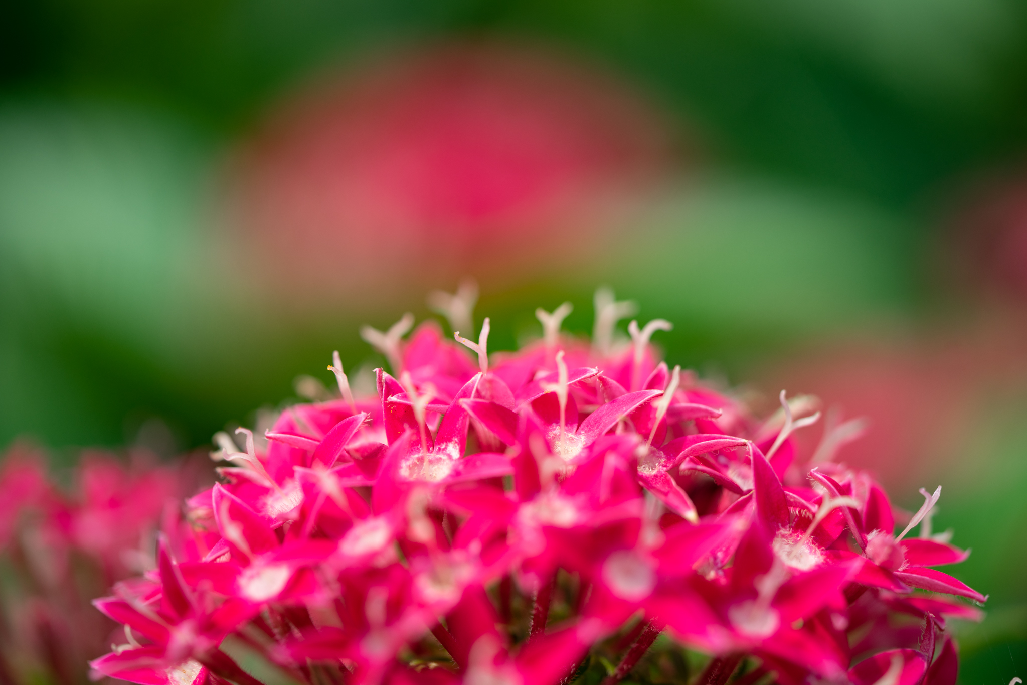 f:id:Paradisia:20190810061641j:plain f:id:Paradisia:20190810061641j:plain
