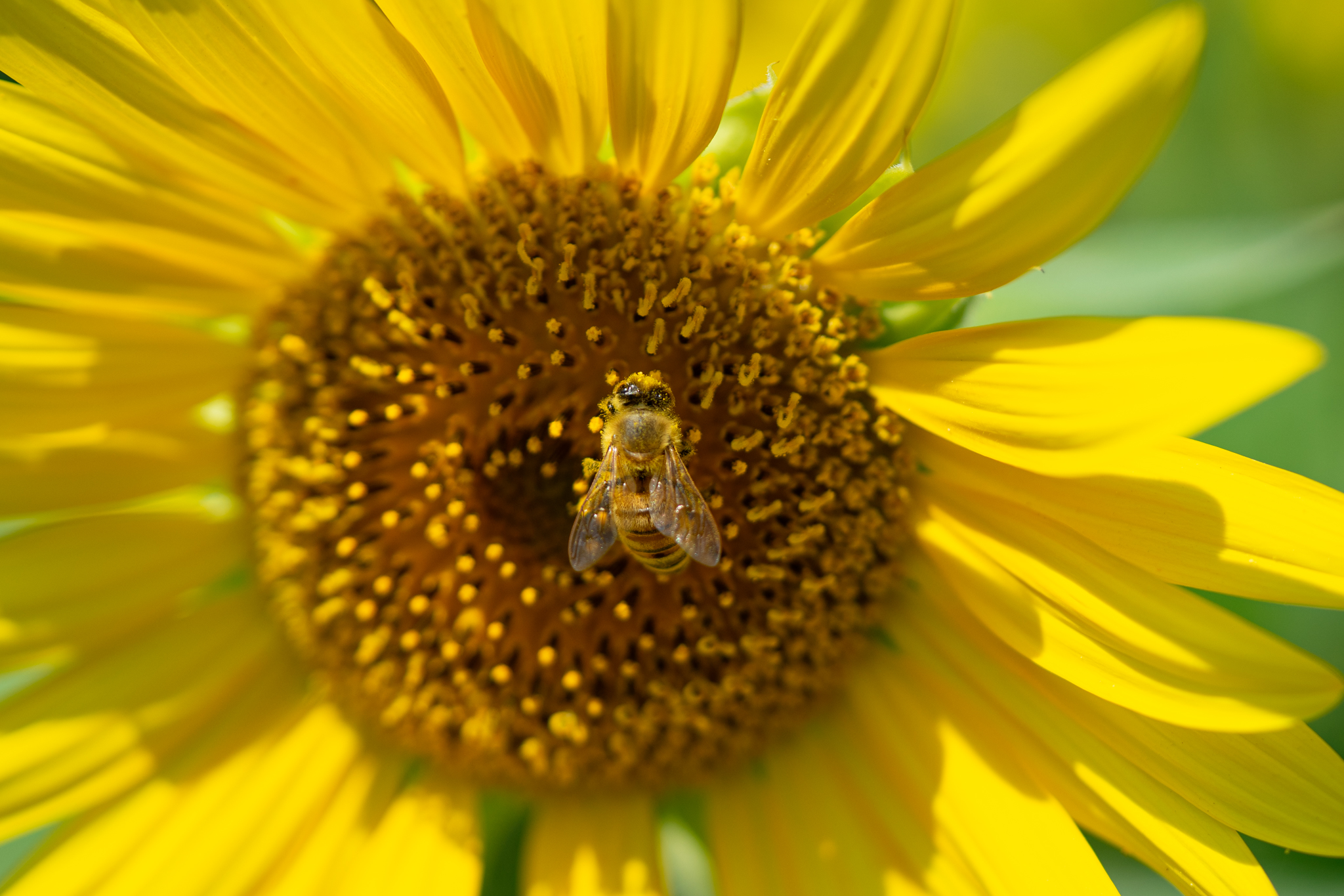 f:id:Paradisia:20190810155058j:plain f:id:Paradisia:20190810155058j:plain