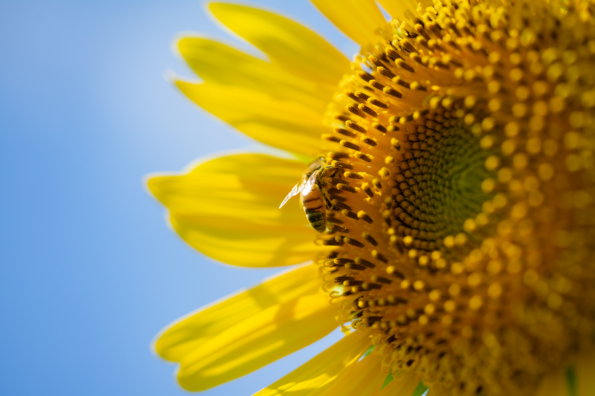 f:id:Paradisia:20190810155110j:plain f:id:Paradisia:20190810155110j:plain