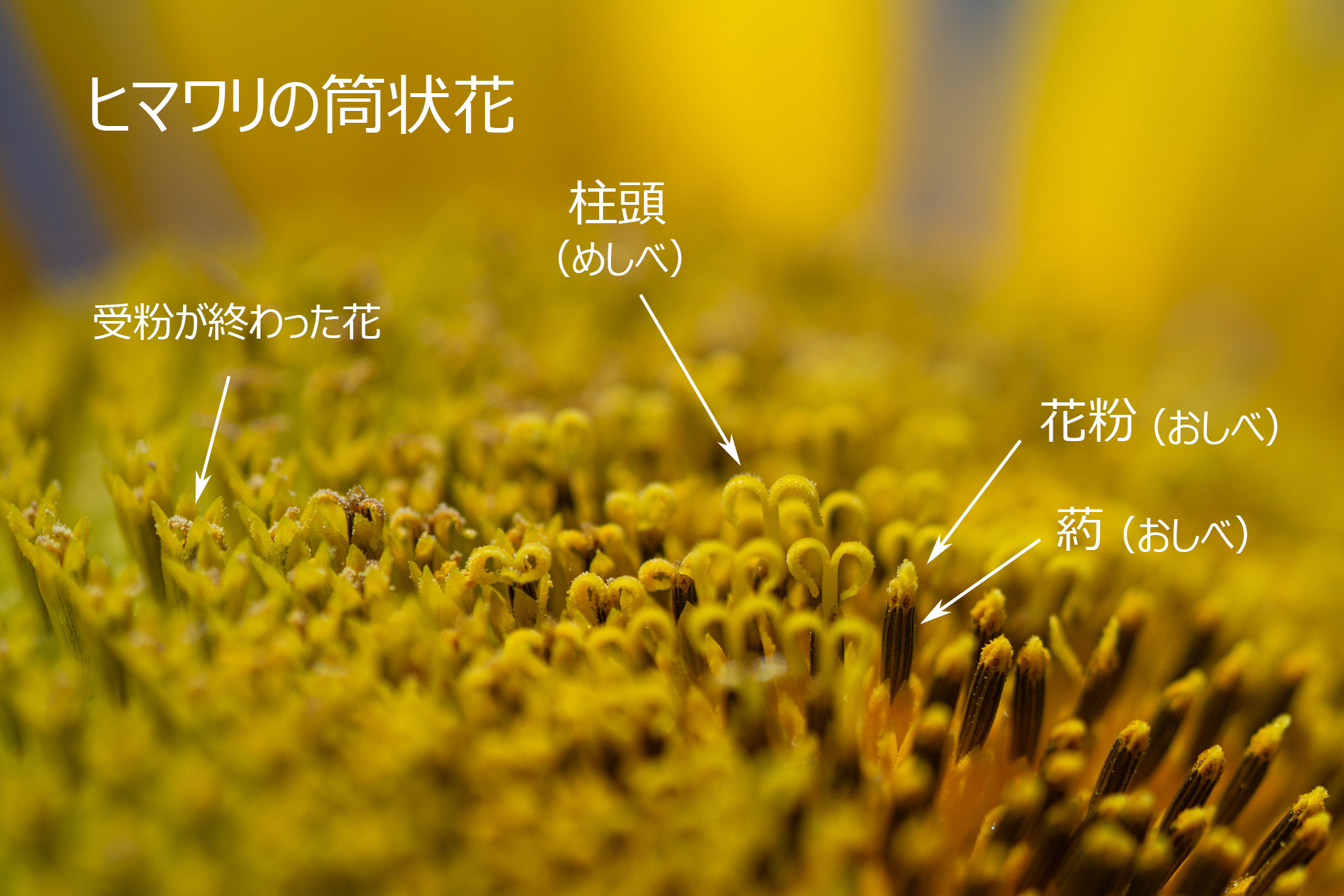 f:id:Paradisia:20190810162423j:plain f:id:Paradisia:20190810162423j:plain