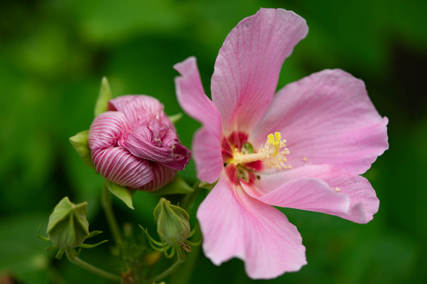 f:id:Paradisia:20190819144048j:plain