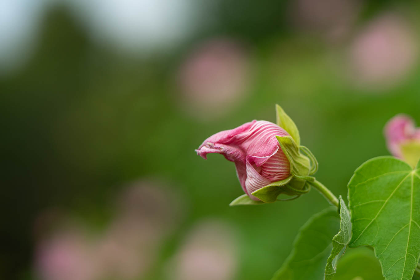 f:id:Paradisia:20190819144100j:plain