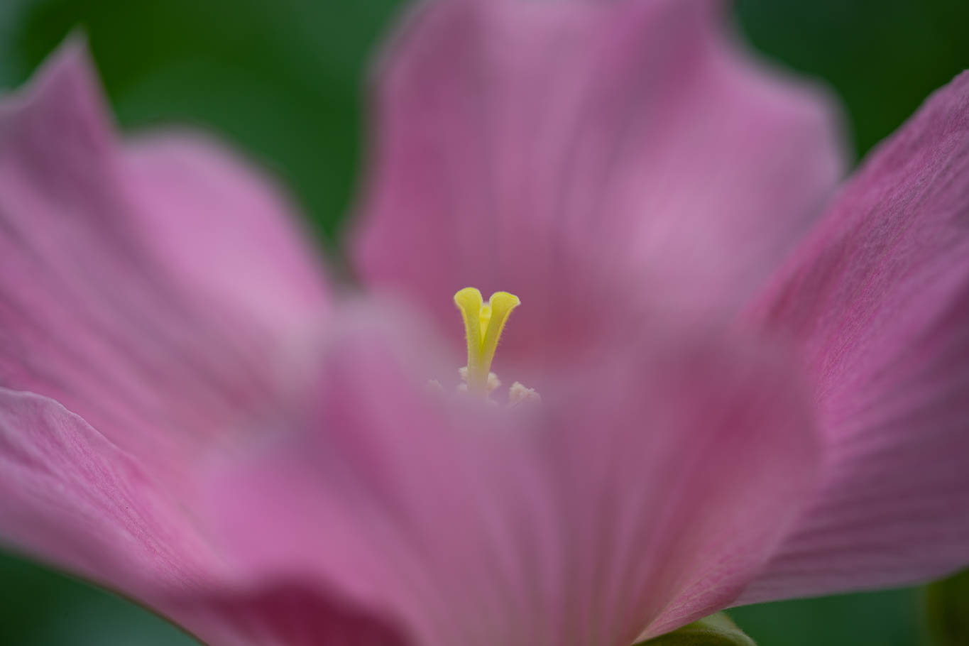 f:id:Paradisia:20190819144116j:plain