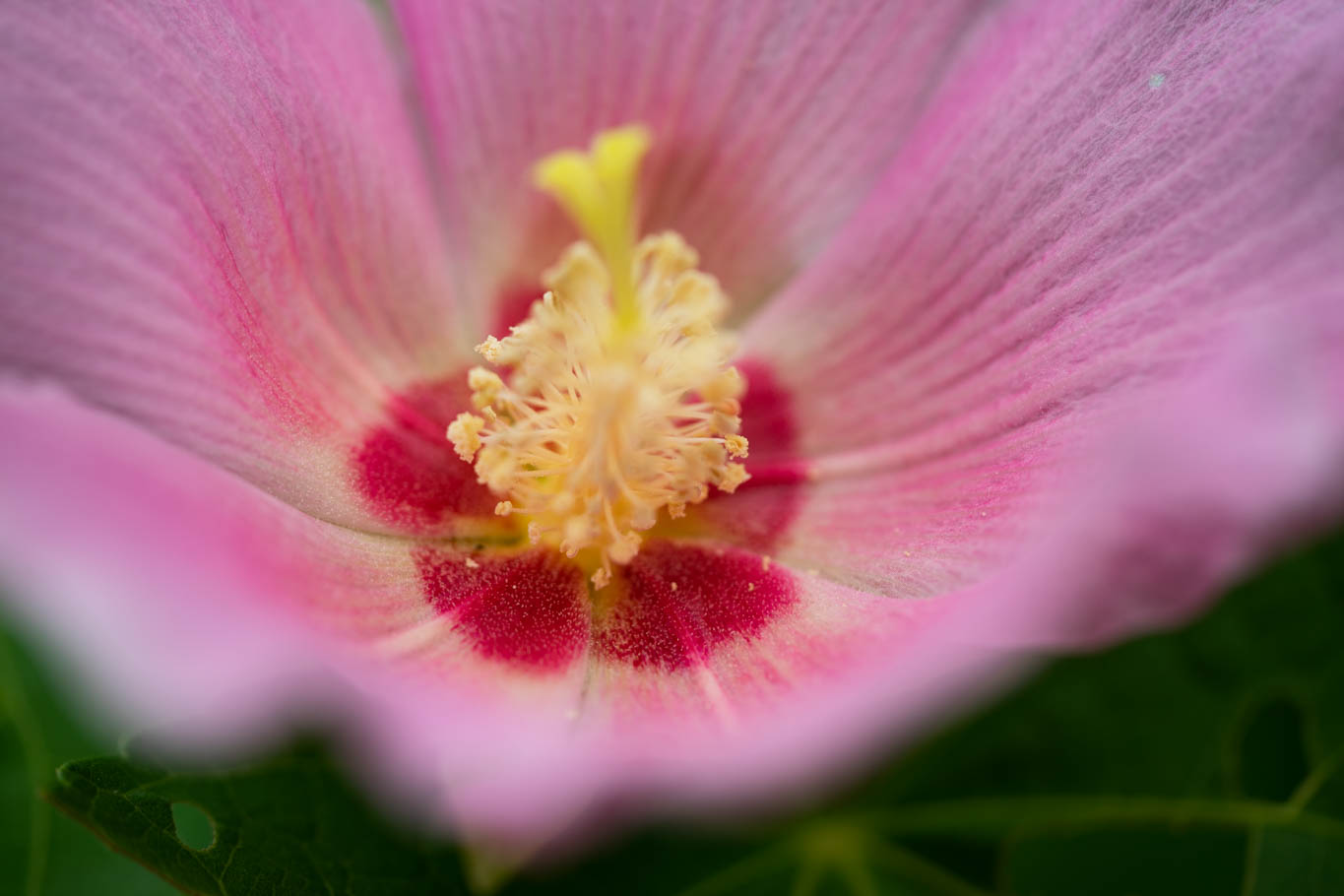 f:id:Paradisia:20190819144127j:plain