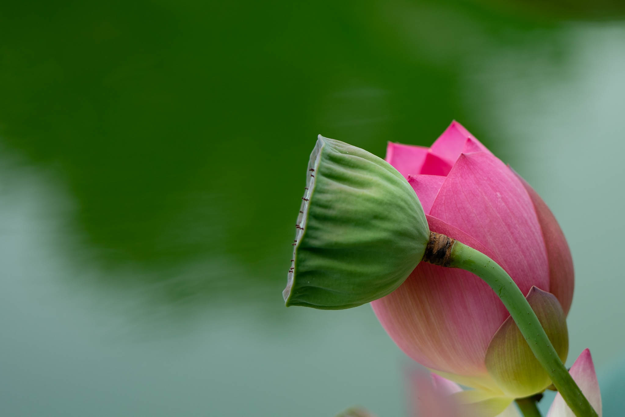 f:id:Paradisia:20190819151647j:plain