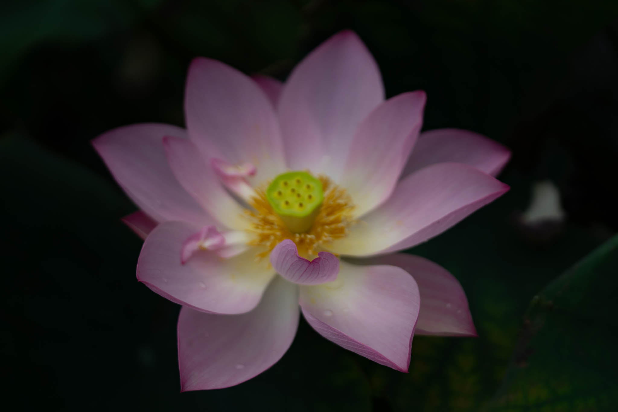 f:id:Paradisia:20190819151805j:plain