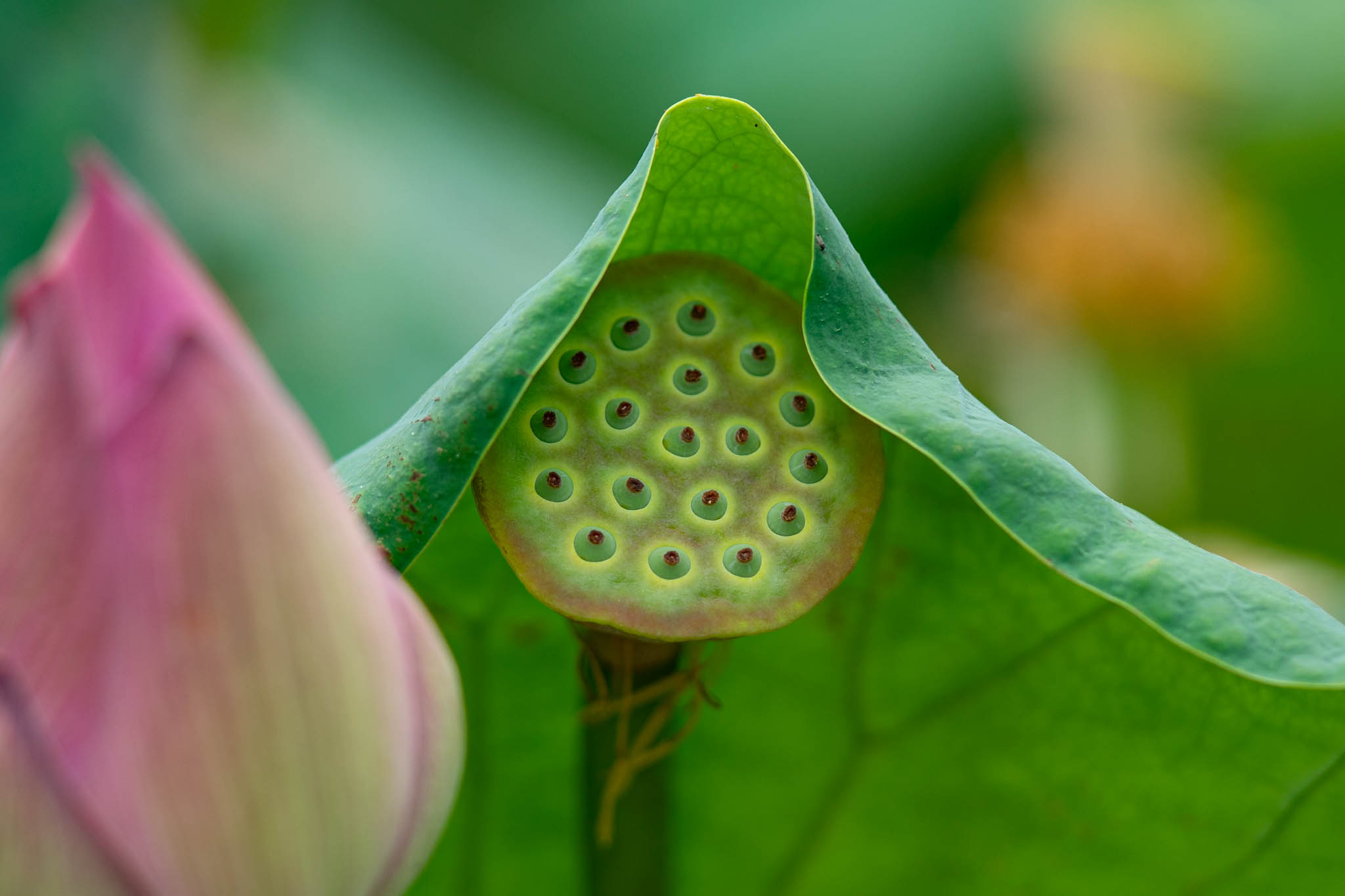 f:id:Paradisia:20190819152015j:plain