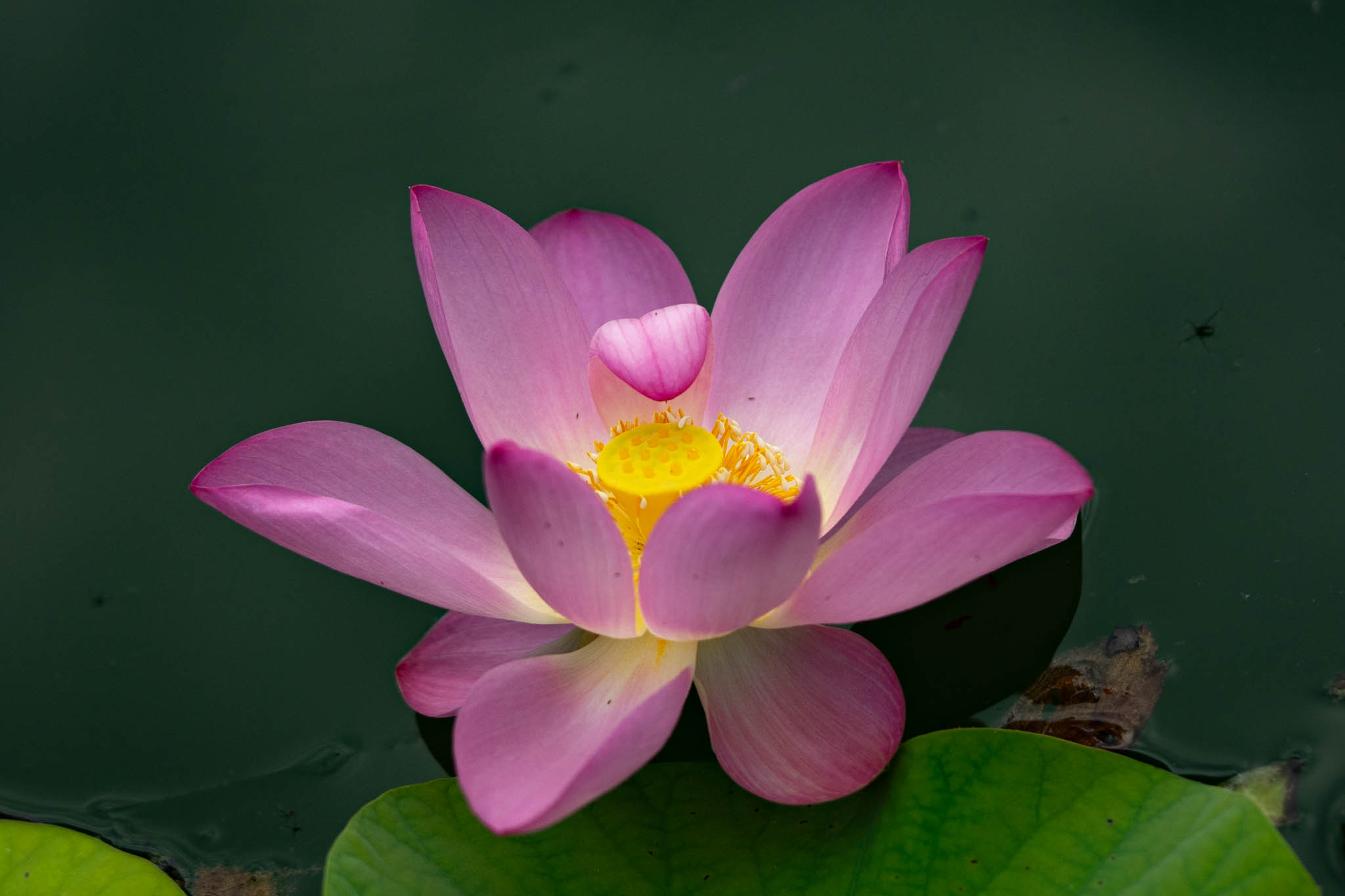 f:id:Paradisia:20190819153050j:plain