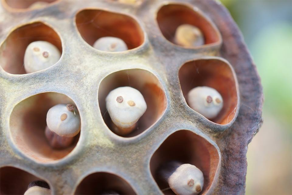 f:id:Paradisia:20190821064703p:plain