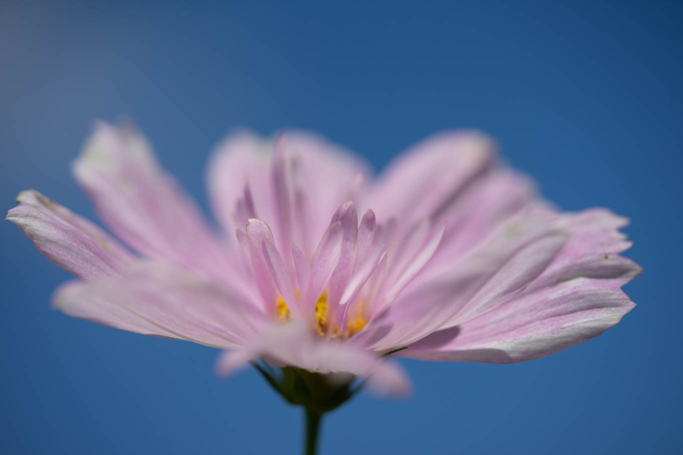 f:id:Paradisia:20190825145341j:plain