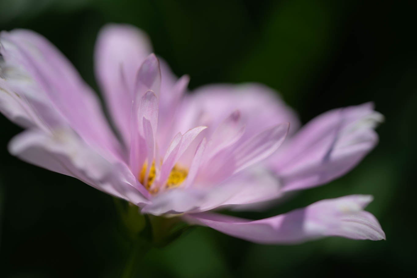 f:id:Paradisia:20190825145530j:plain