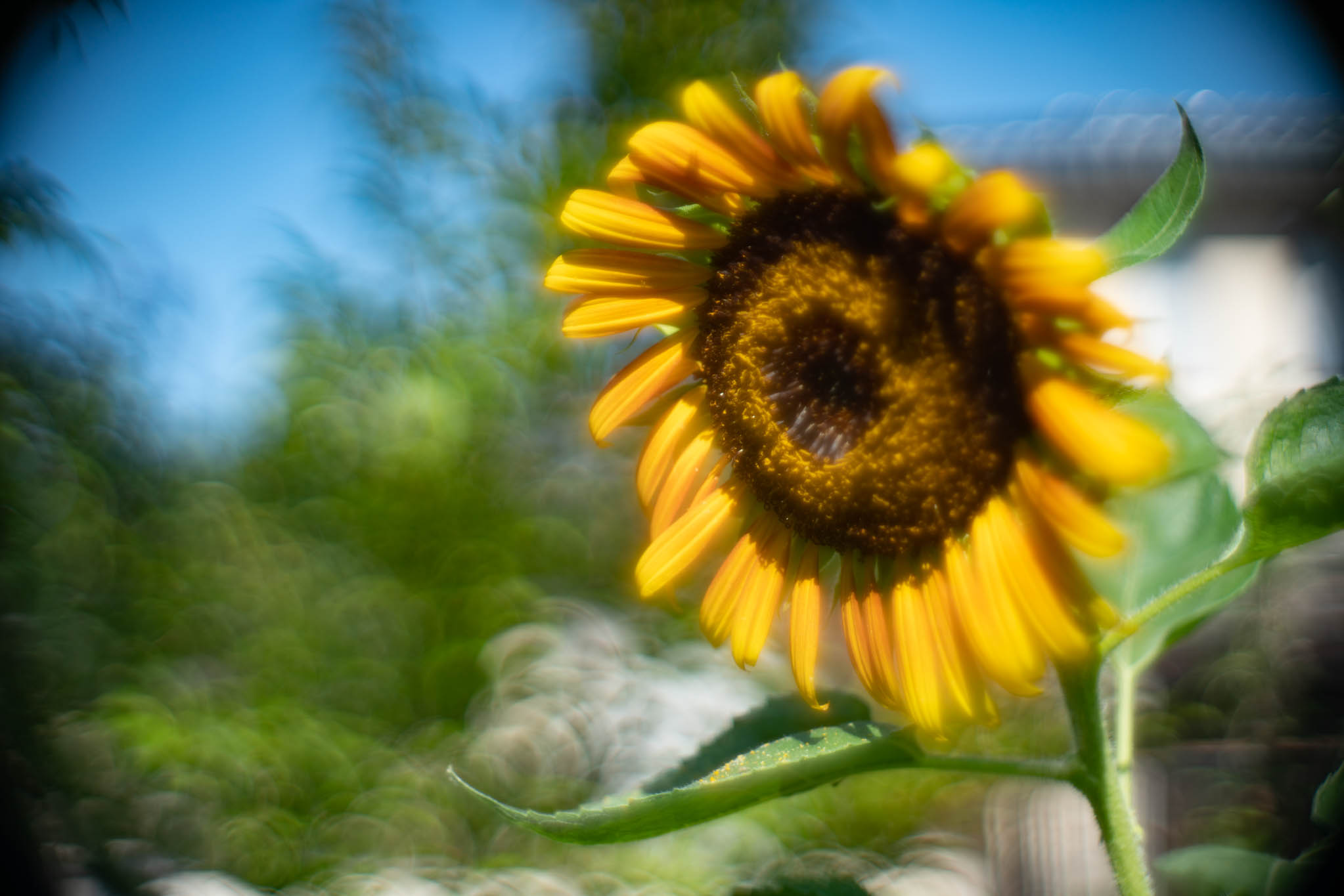 f:id:Paradisia:20190825172642j:plain f:id:Paradisia:20190825172642j:plain