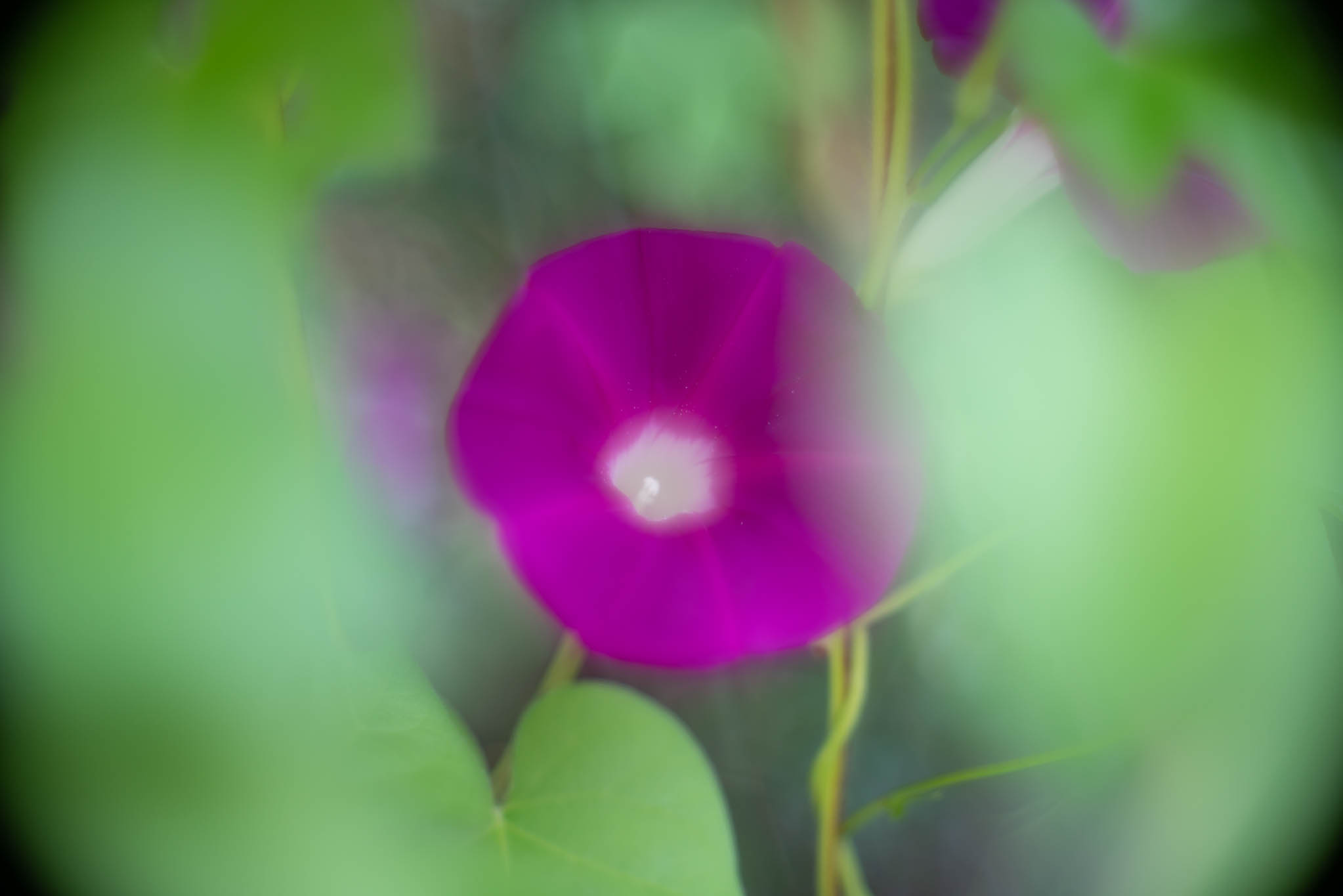 f:id:Paradisia:20190825172730j:plain f:id:Paradisia:20190825172730j:plain