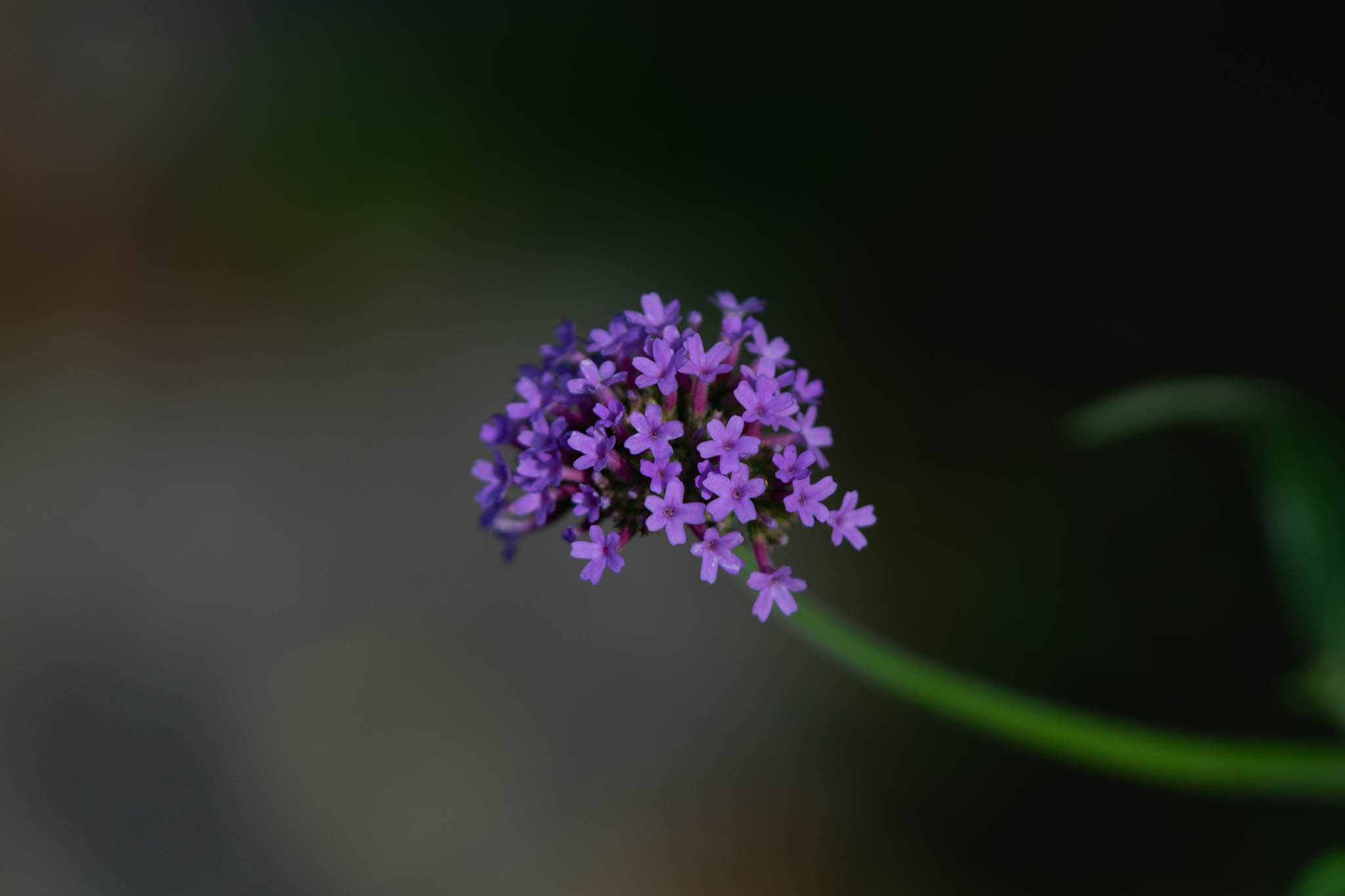 f:id:Paradisia:20190825172808j:plain f:id:Paradisia:20190825172808j:plain