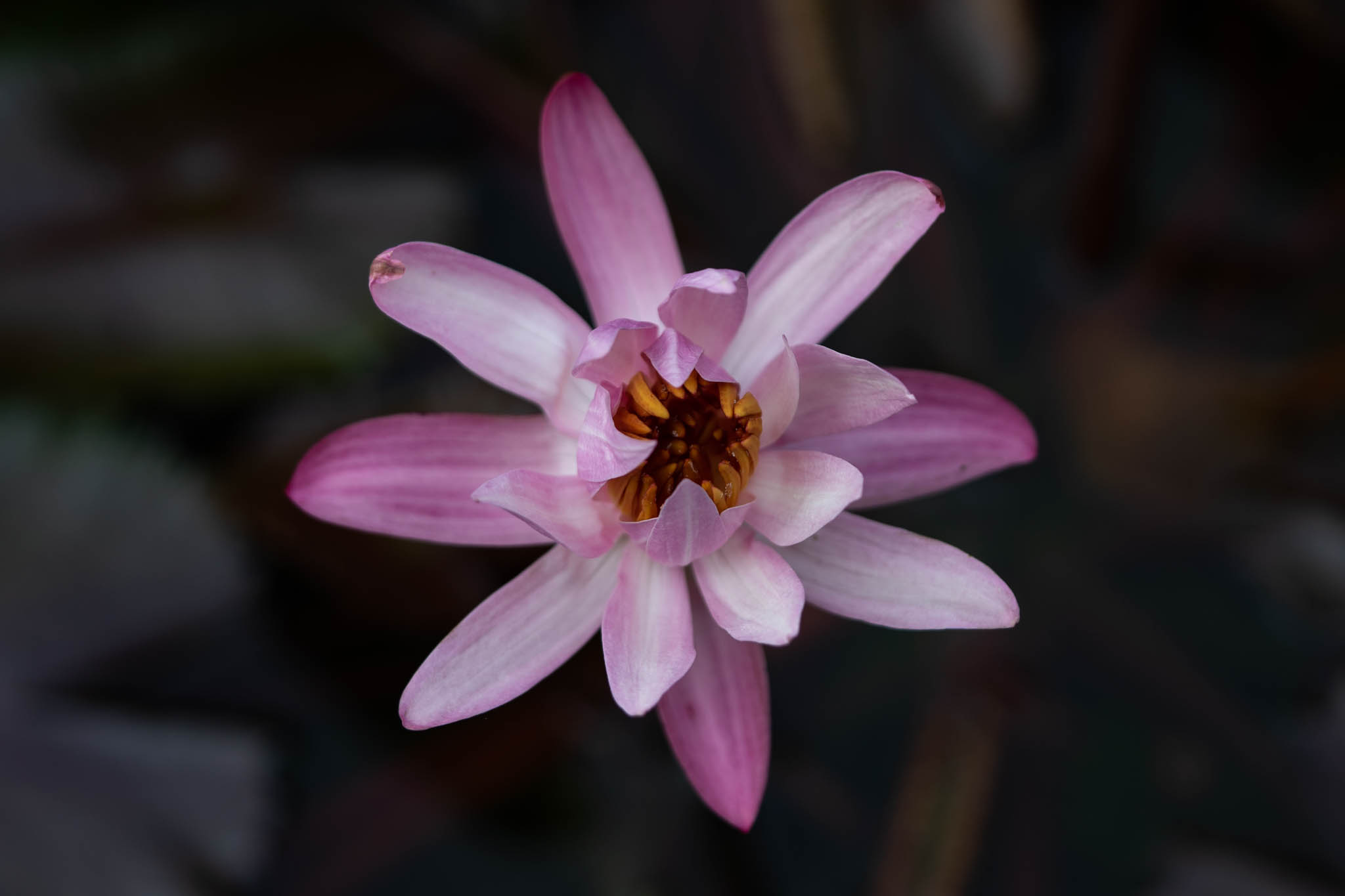 f:id:Paradisia:20190831181502j:plain f:id:Paradisia:20190831181502j:plain