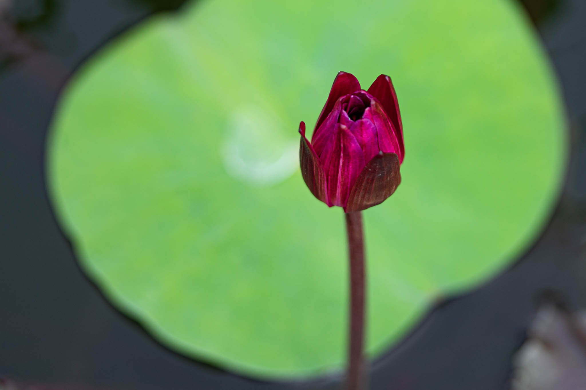 f:id:Paradisia:20190831181713j:plain