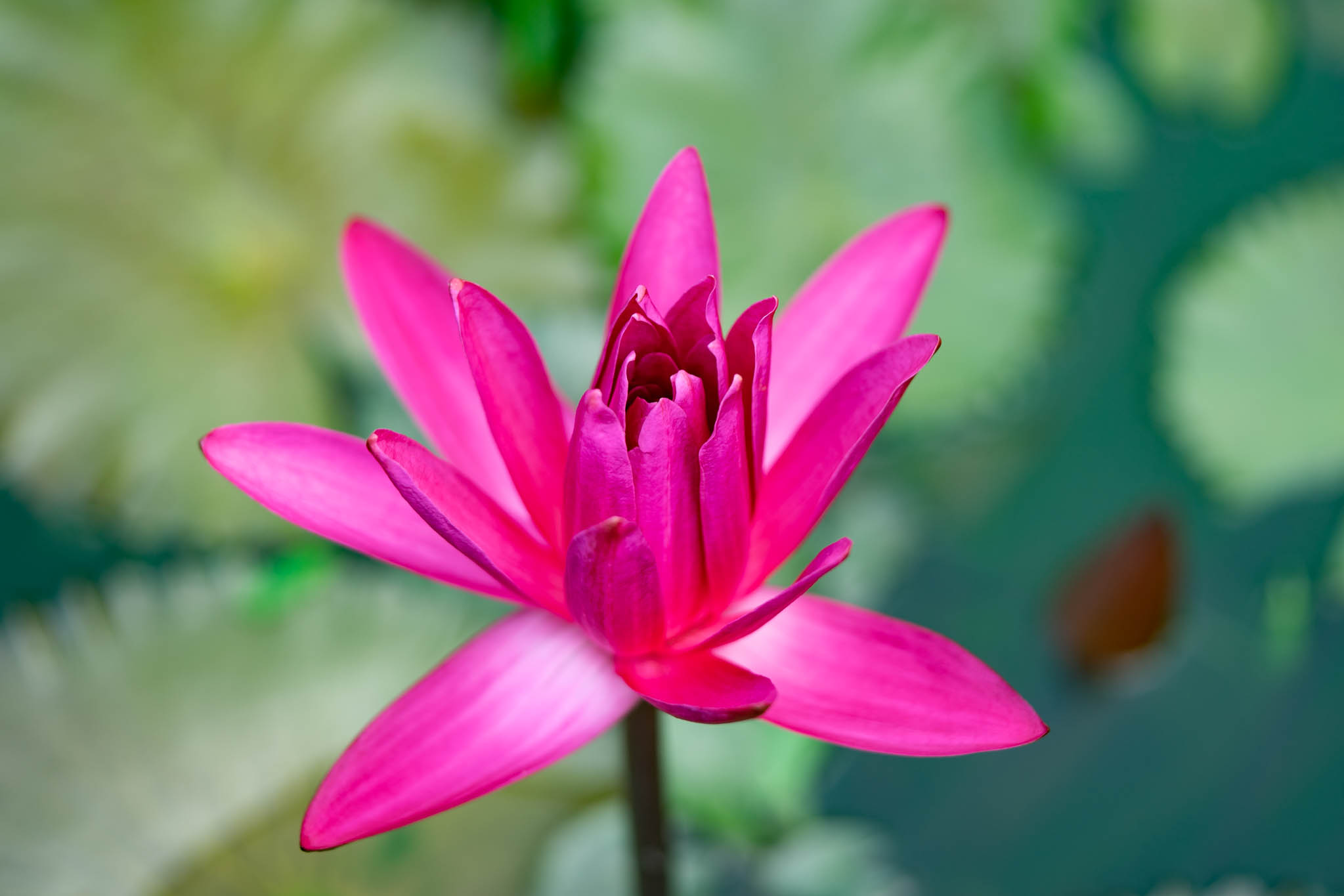 f:id:Paradisia:20190831182543j:plain