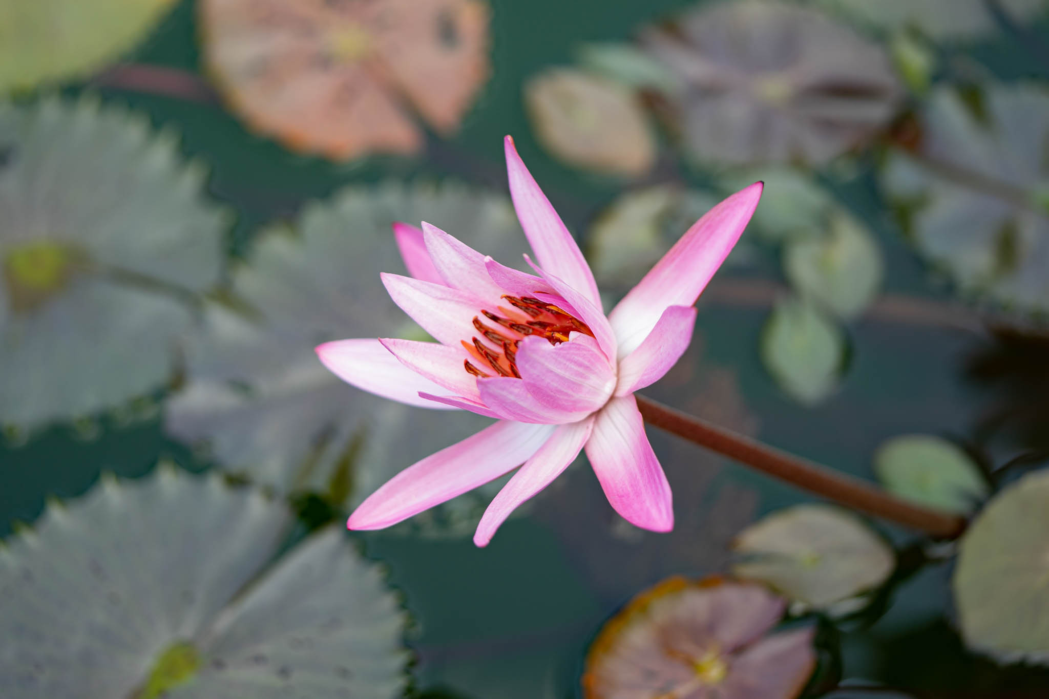 f:id:Paradisia:20190831182730j:plain f:id:Paradisia:20190831182730j:plain