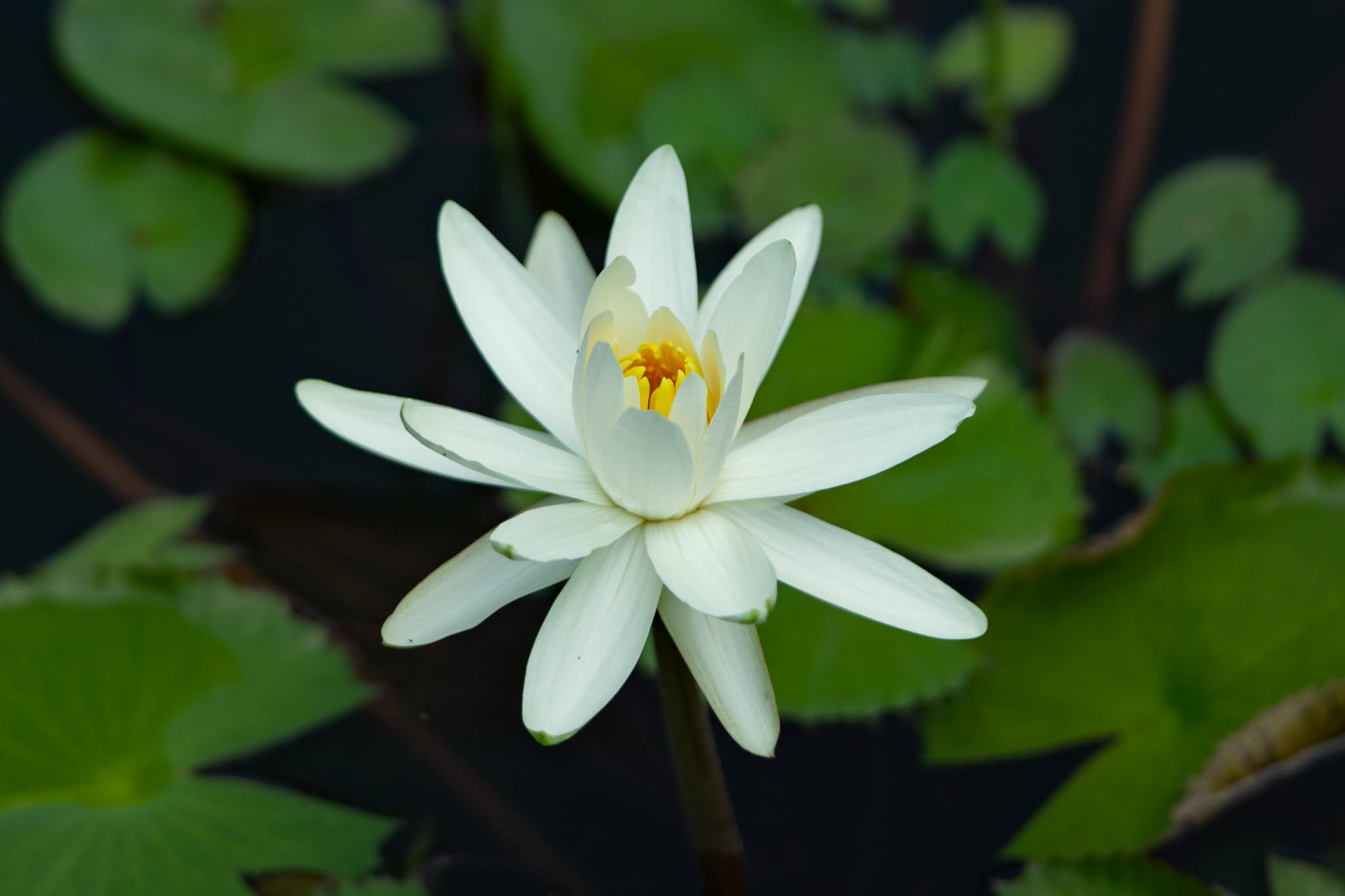 f:id:Paradisia:20190831182938j:plain