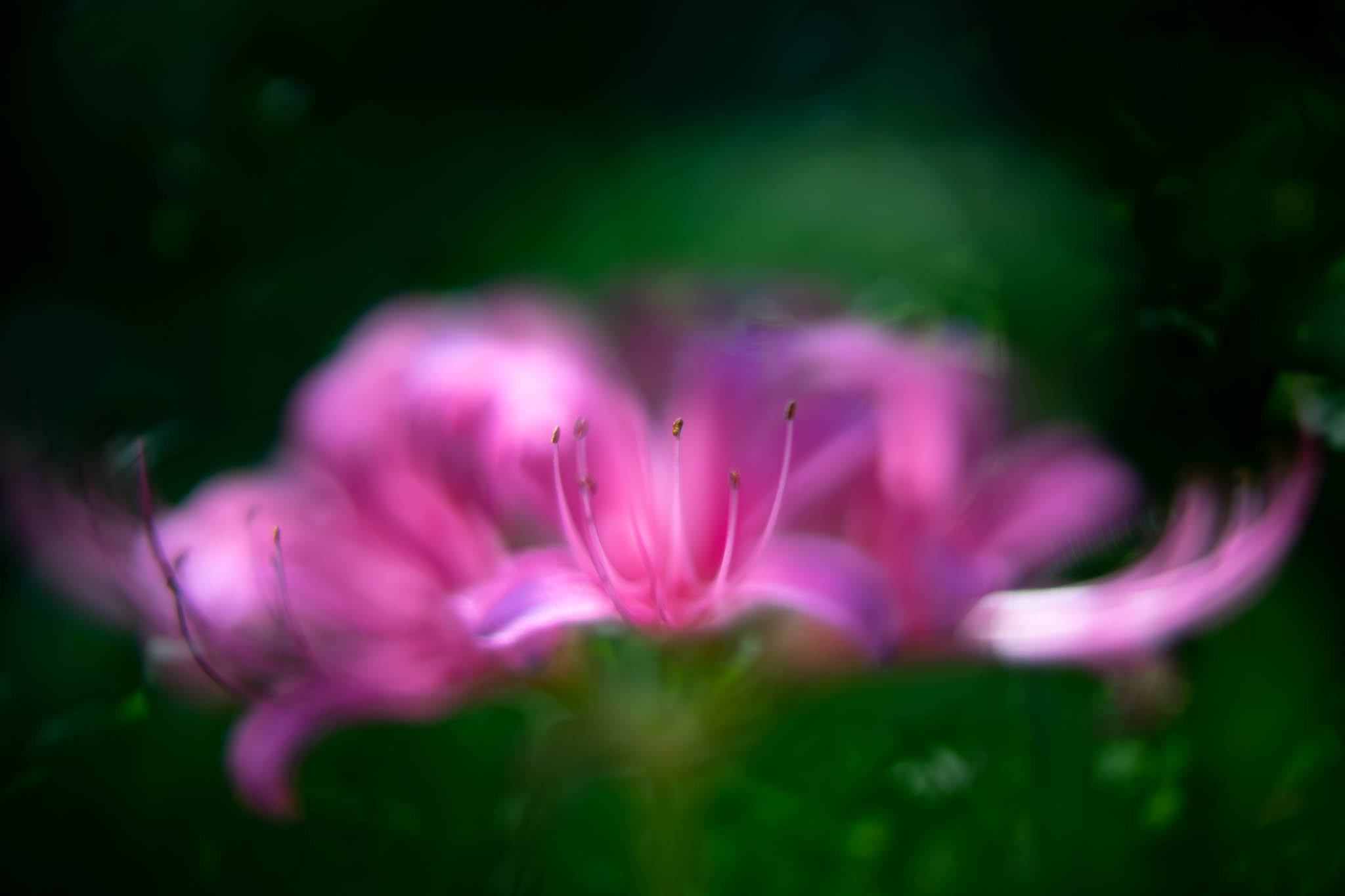 f:id:Paradisia:20190907173605j:plain f:id:Paradisia:20190907173605j:plain