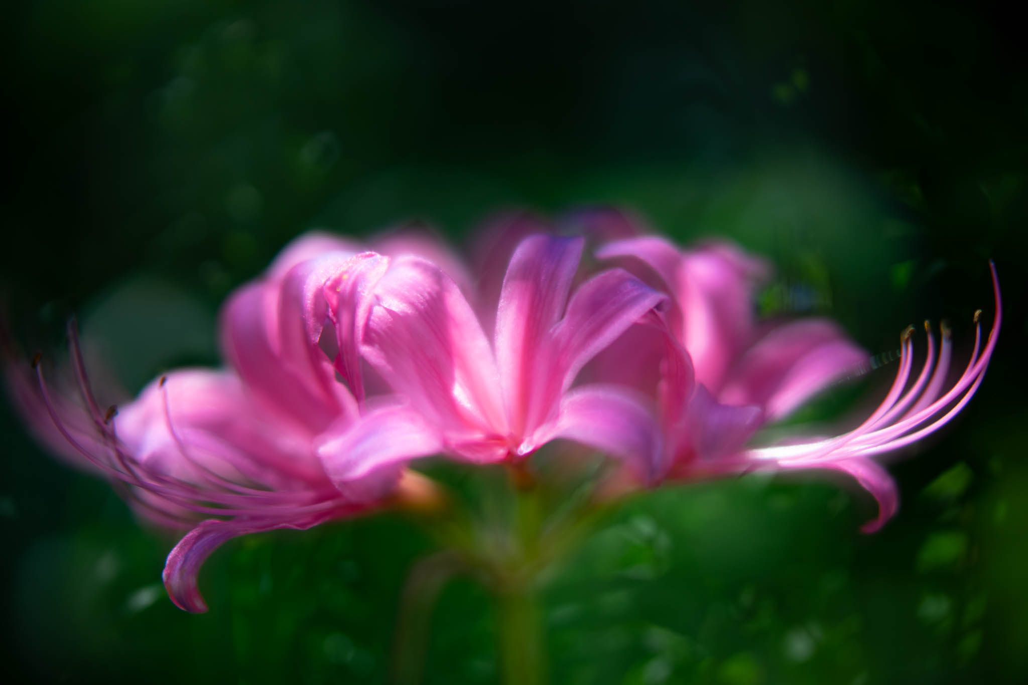 f:id:Paradisia:20190907173750j:plain f:id:Paradisia:20190907173750j:plain