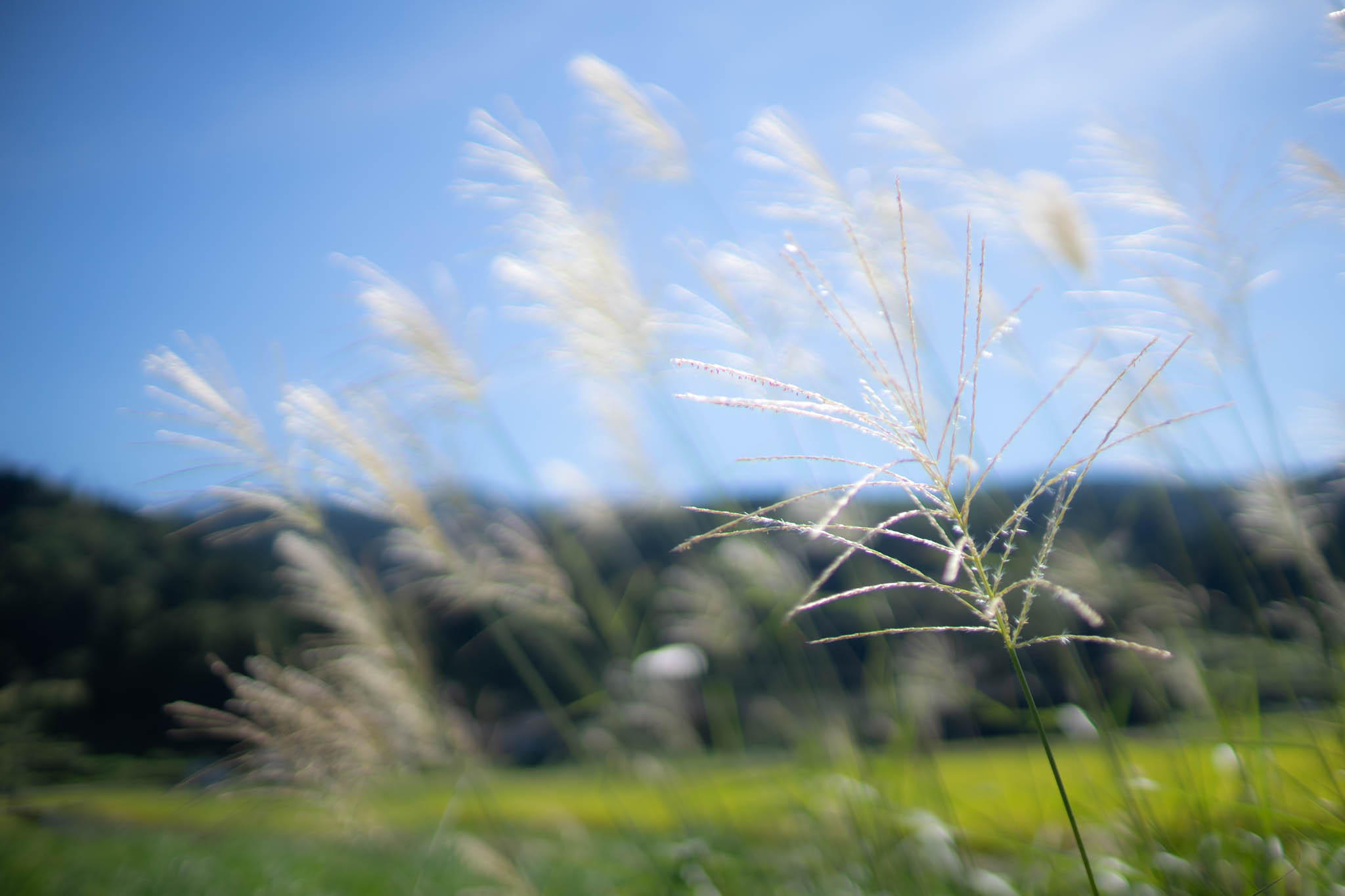 f:id:Paradisia:20190907173837j:plain f:id:Paradisia:20190907173837j:plain
