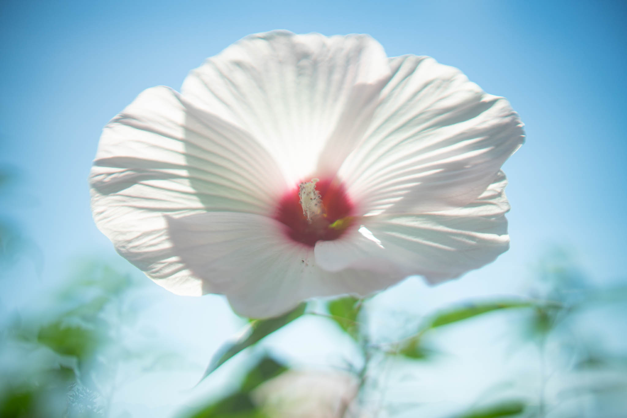 f:id:Paradisia:20190907174808j:plain f:id:Paradisia:20190907174808j:plain