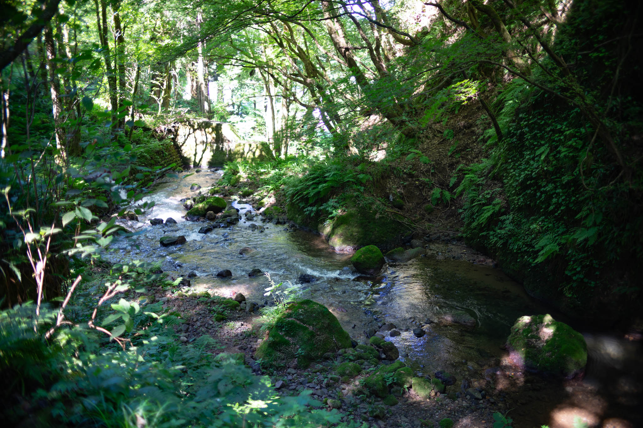 f:id:Paradisia:20190908143533j:plain f:id:Paradisia:20190908143533j:plain