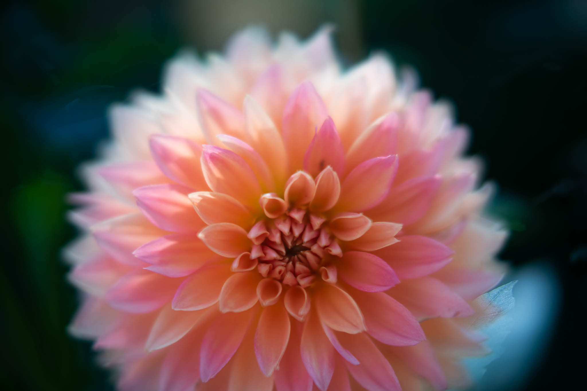 f:id:Paradisia:20190912063253j:plain