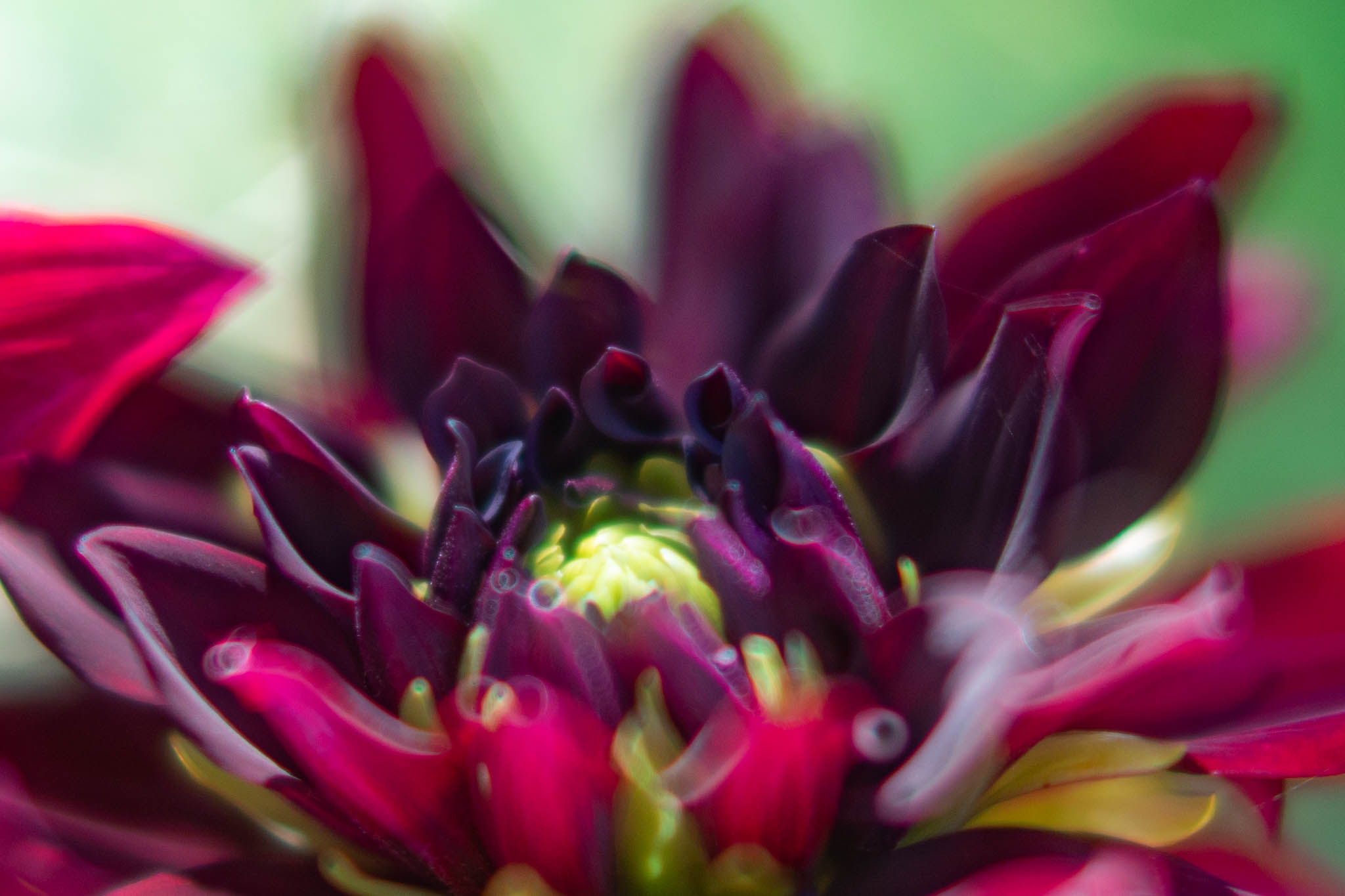 f:id:Paradisia:20190912063318j:plain