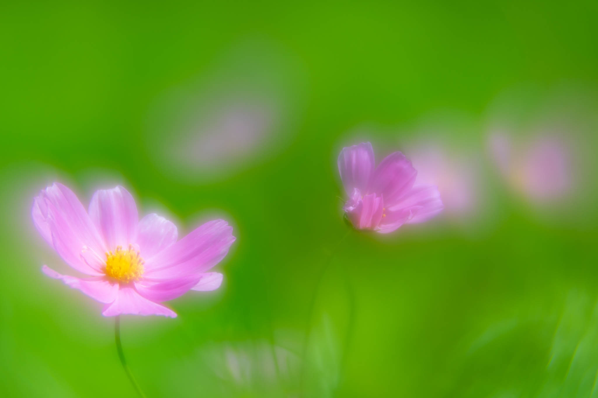 f:id:Paradisia:20190916141217j:plain