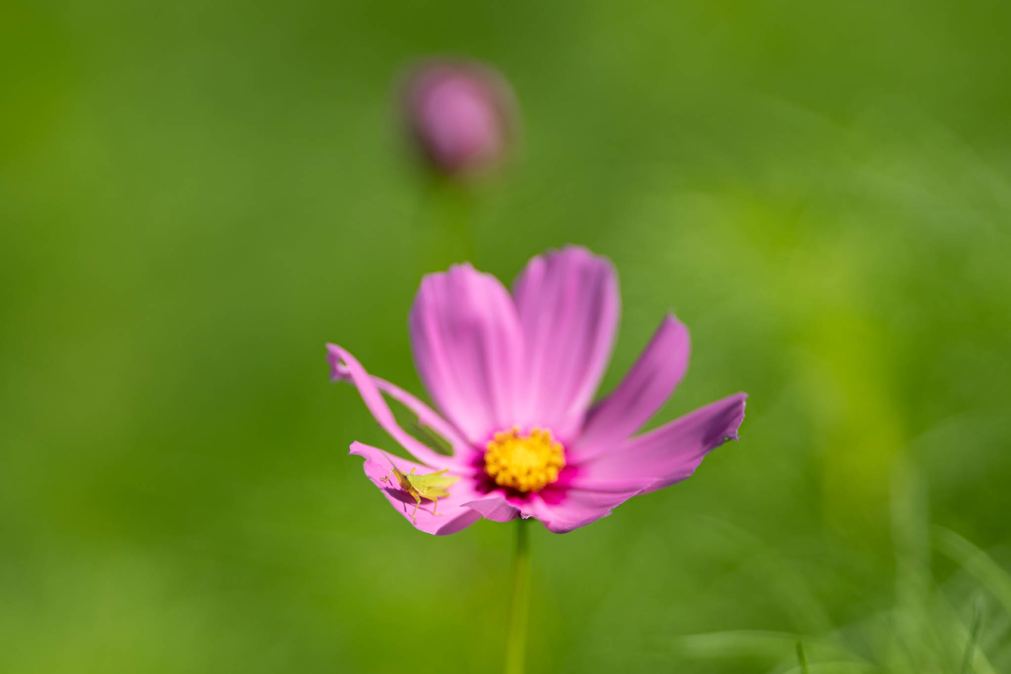 f:id:Paradisia:20190916141245j:plain f:id:Paradisia:20190916141245j:plain