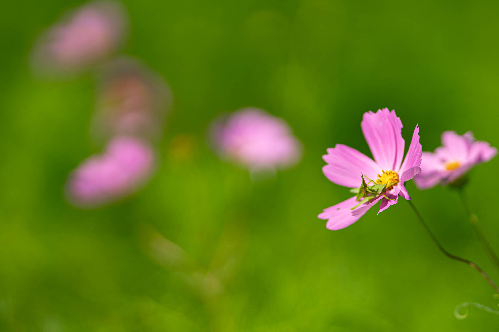 f:id:Paradisia:20190916141259j:plain f:id:Paradisia:20190916141259j:plain