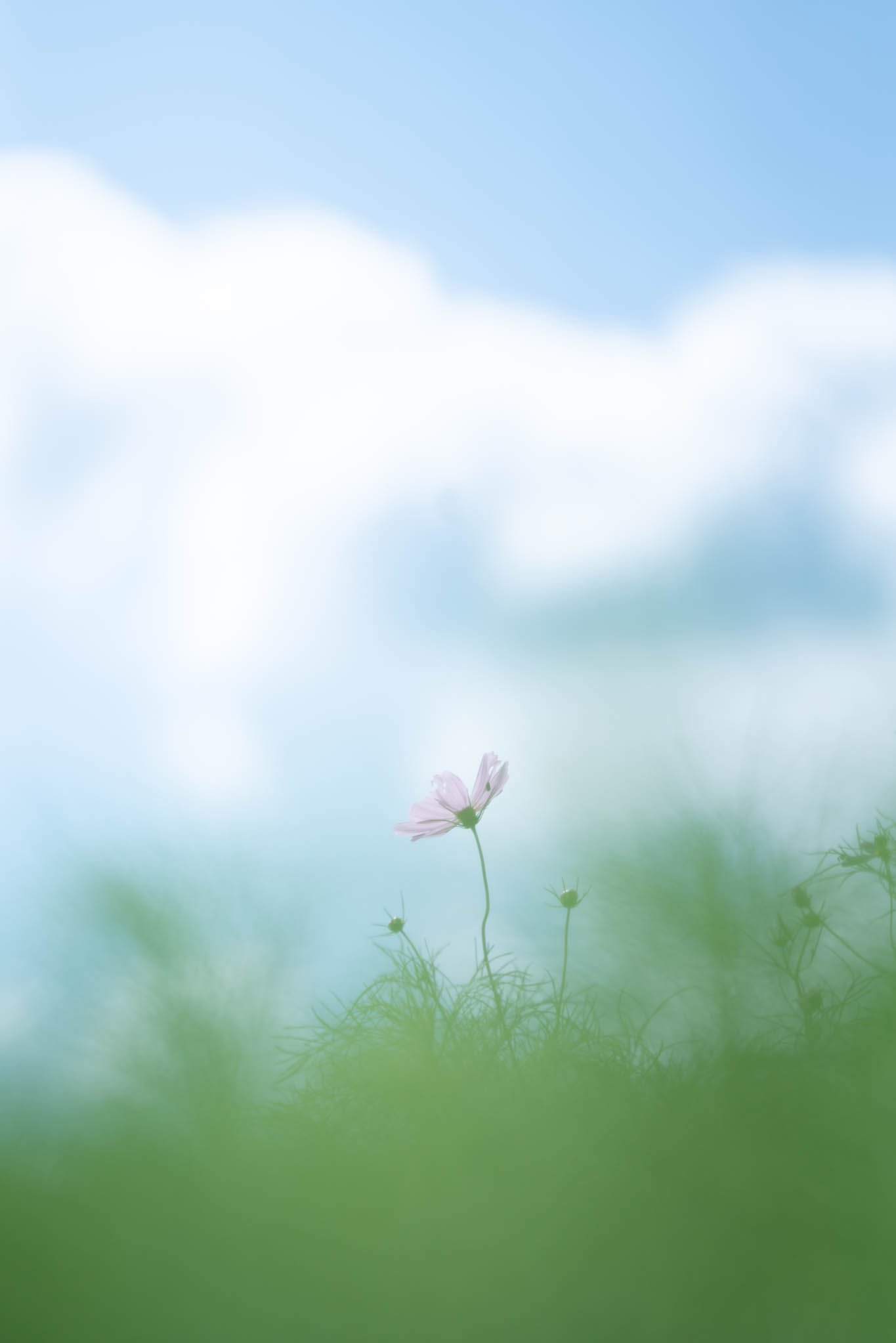 f:id:Paradisia:20190916141841j:plain