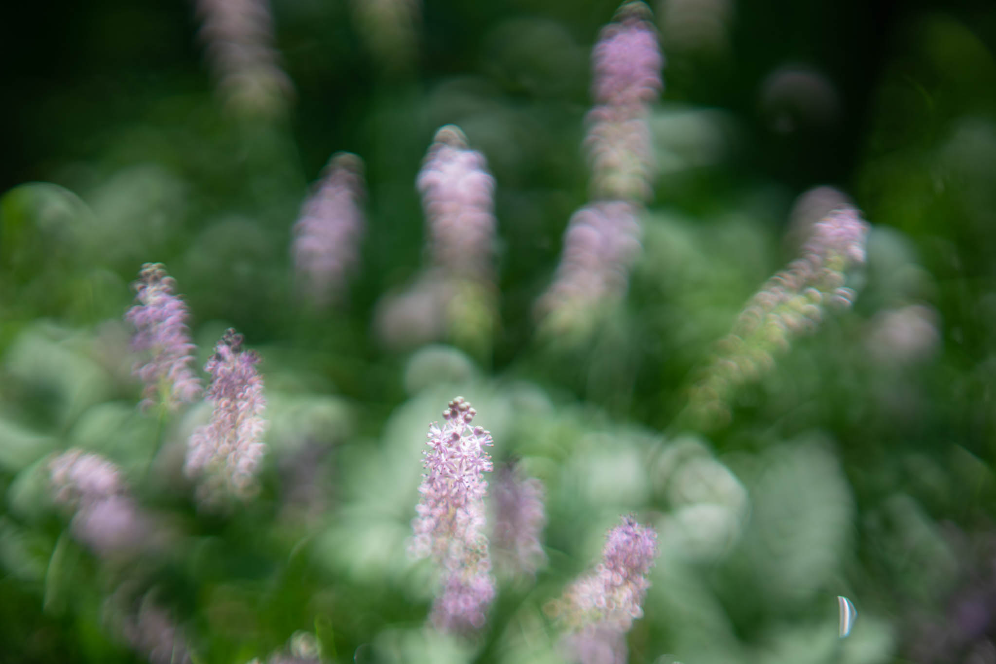 f:id:Paradisia:20190916145559j:plain f:id:Paradisia:20190916145559j:plain