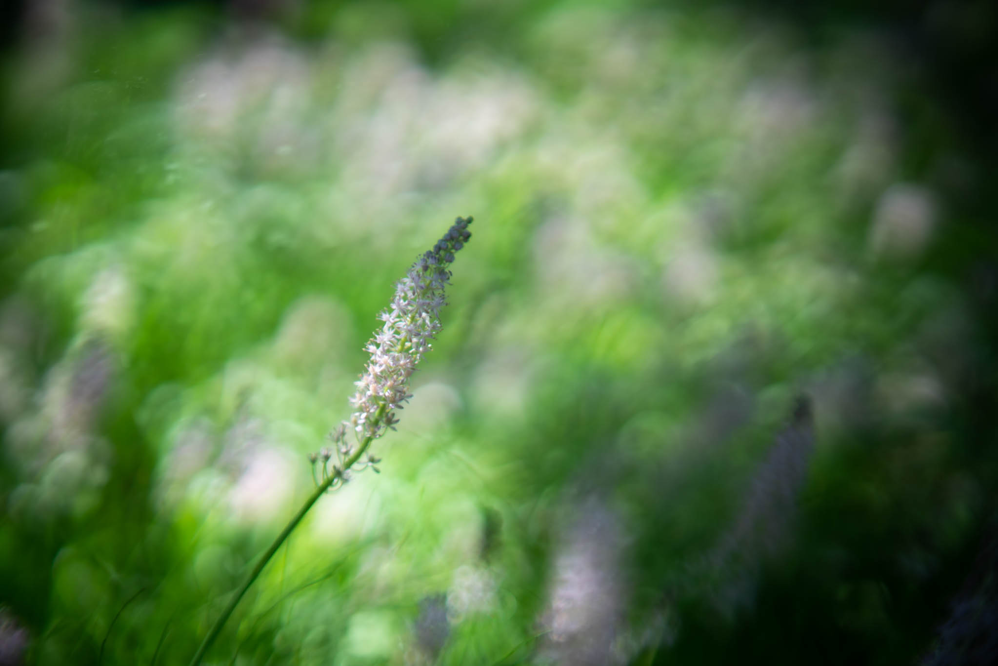 f:id:Paradisia:20190916150310j:plain f:id:Paradisia:20190916150310j:plain