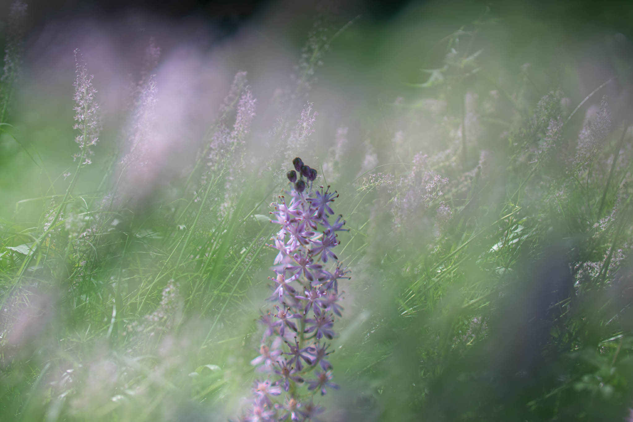 f:id:Paradisia:20190916150609j:plain f:id:Paradisia:20190916150609j:plain