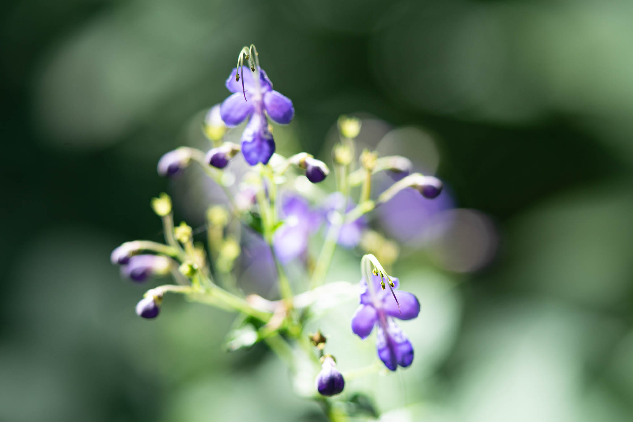 f:id:Paradisia:20190919171837j:plain