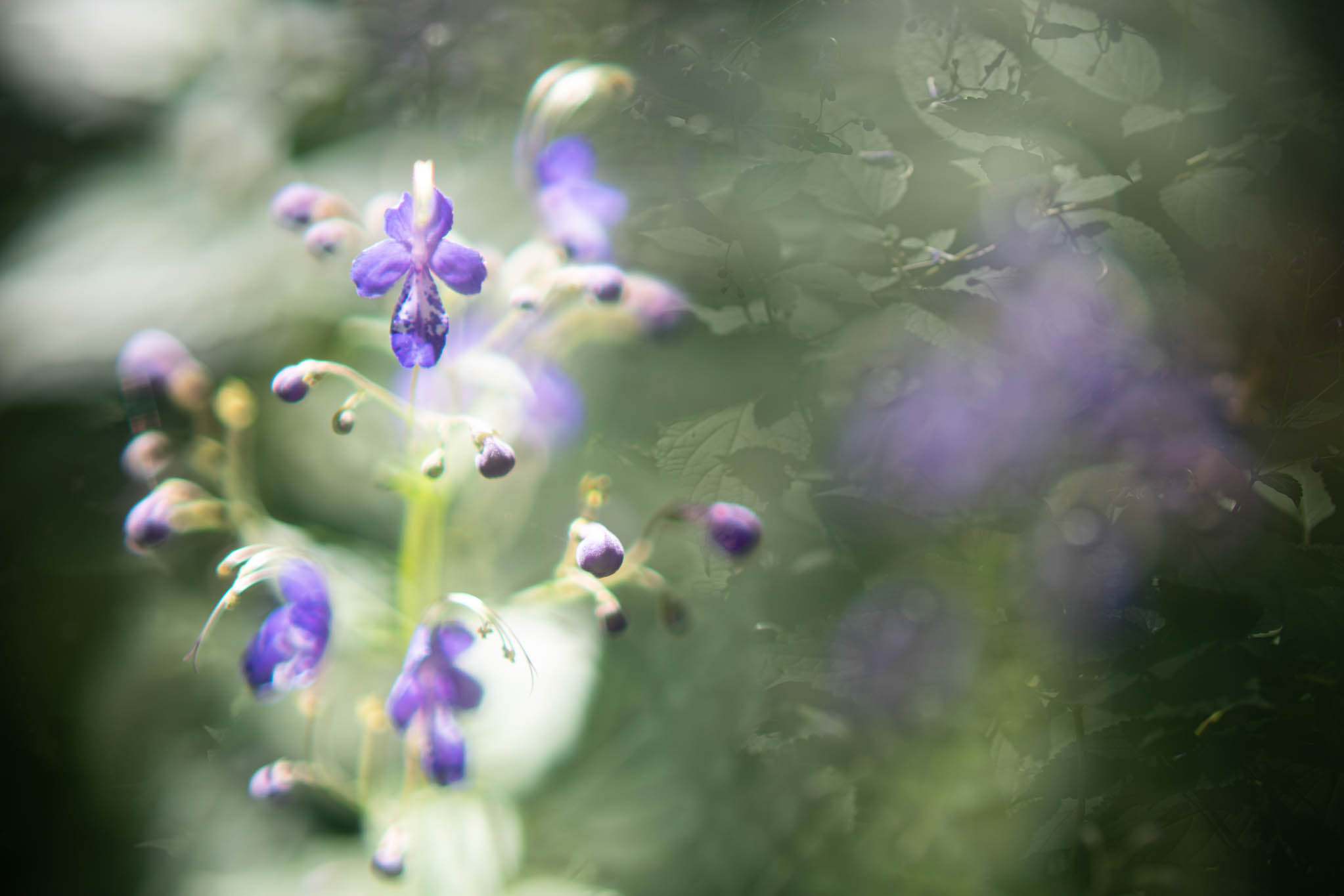 f:id:Paradisia:20190919171847j:plain