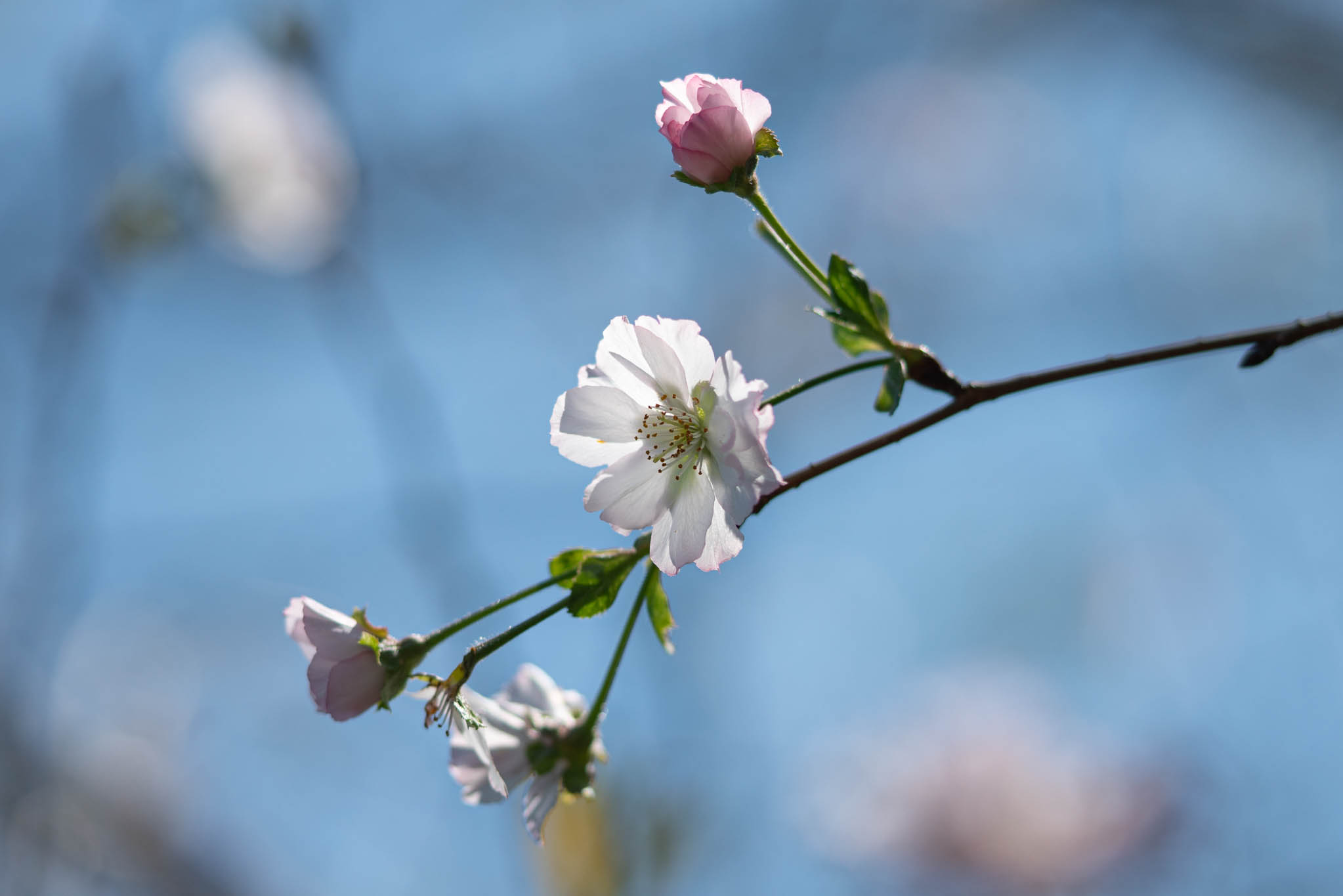 f:id:Paradisia:20190927173812j:plain f:id:Paradisia:20190927173812j:plain