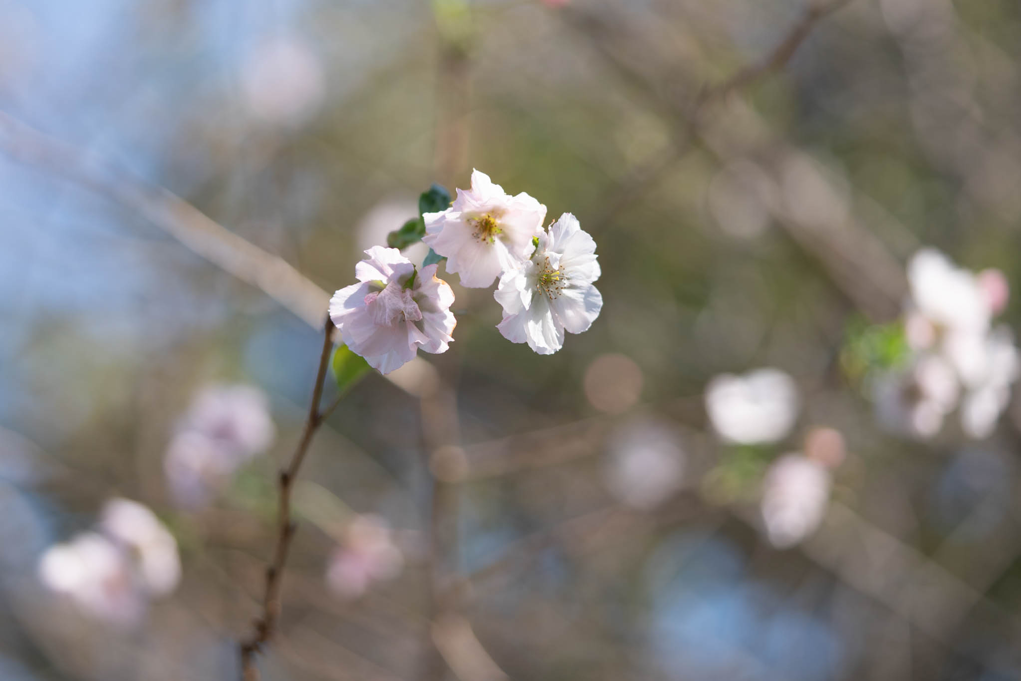 f:id:Paradisia:20190927173821j:plain f:id:Paradisia:20190927173821j:plain