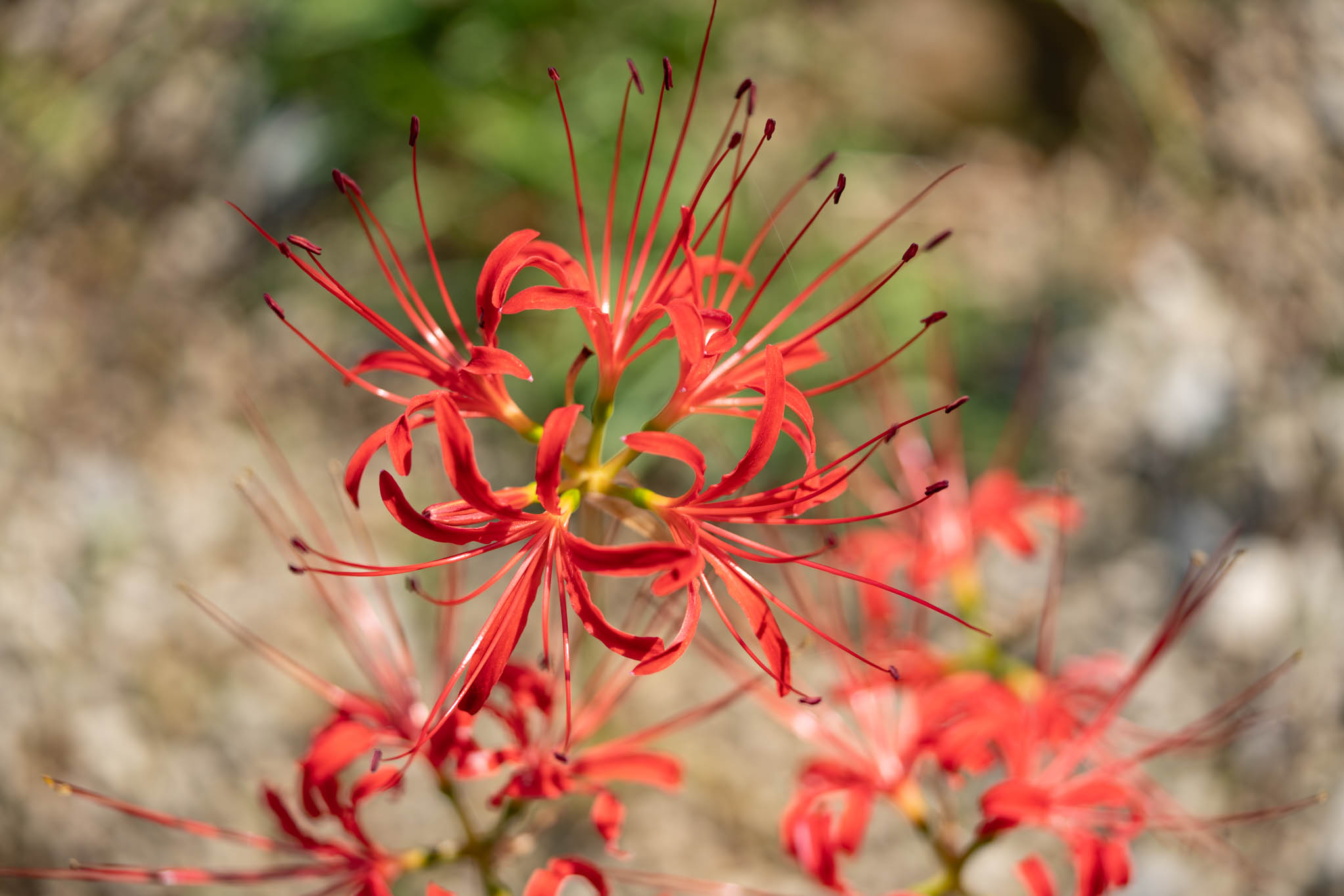 f:id:Paradisia:20190927180528j:plain f:id:Paradisia:20190927180528j:plain