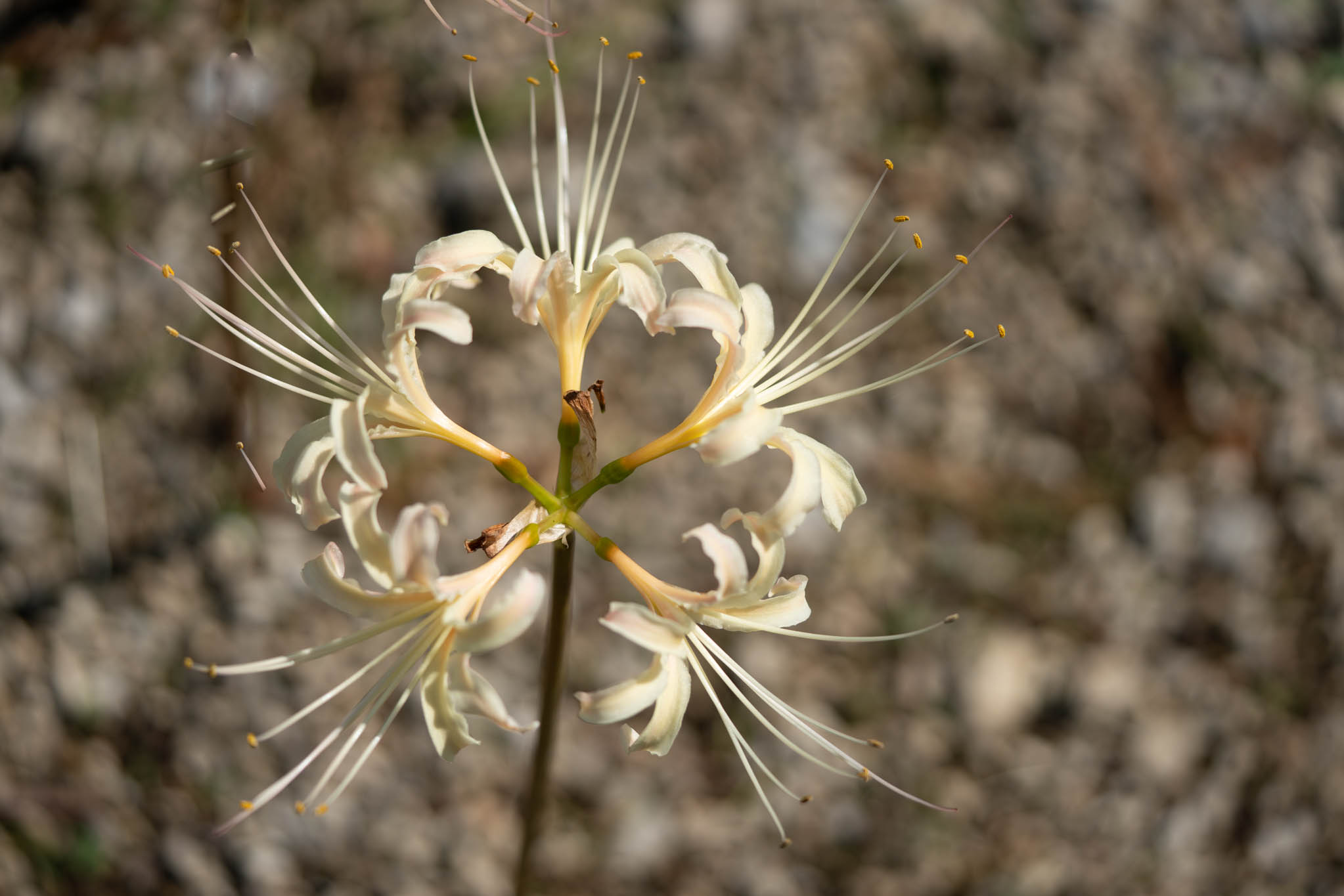 f:id:Paradisia:20190927180600j:plain f:id:Paradisia:20190927180600j:plain