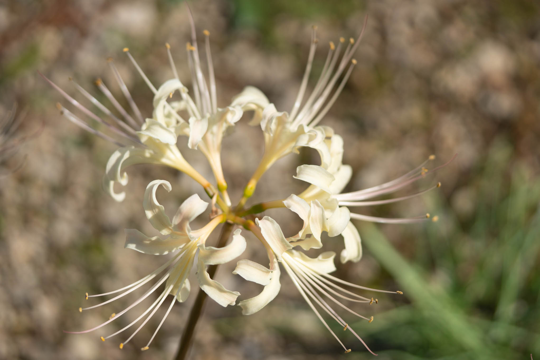 f:id:Paradisia:20190927180609j:plain f:id:Paradisia:20190927180609j:plain
