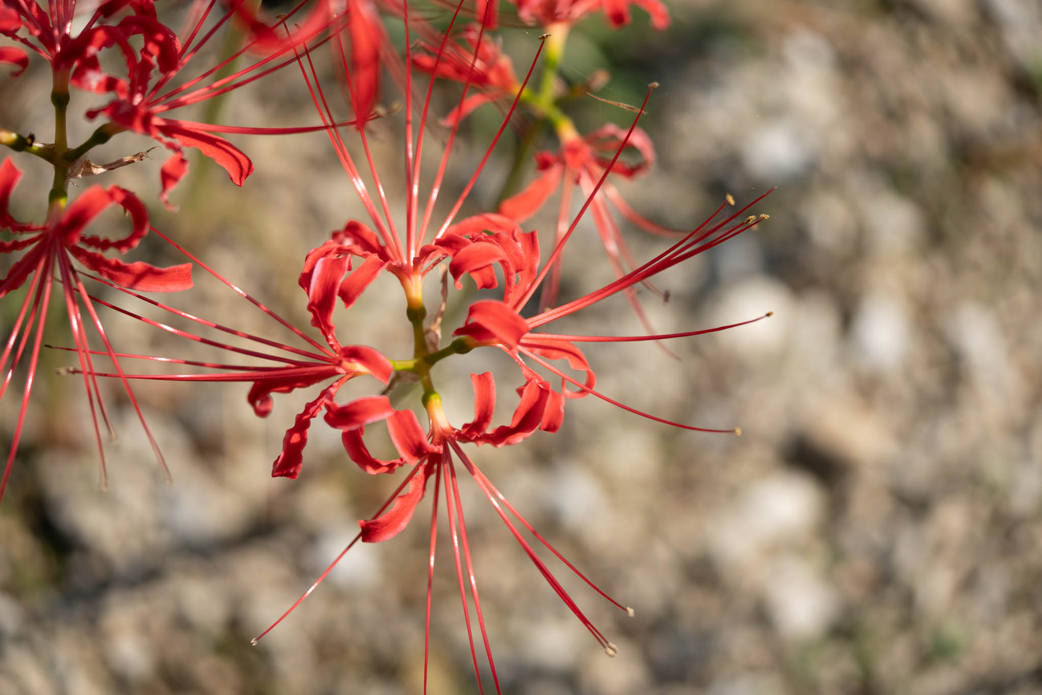 f:id:Paradisia:20190927181442j:plain f:id:Paradisia:20190927181442j:plain