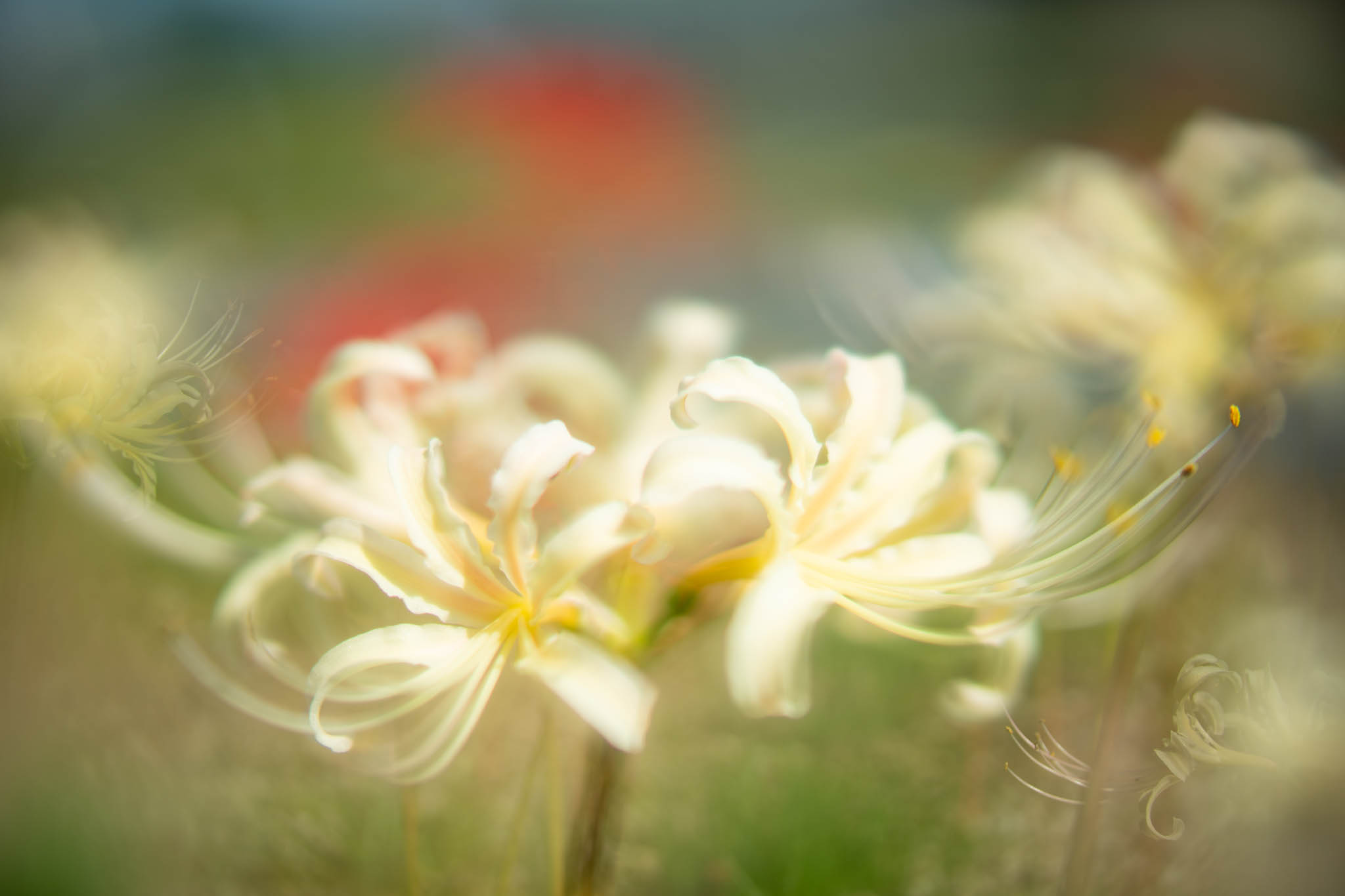 f:id:Paradisia:20190927184440j:plain
