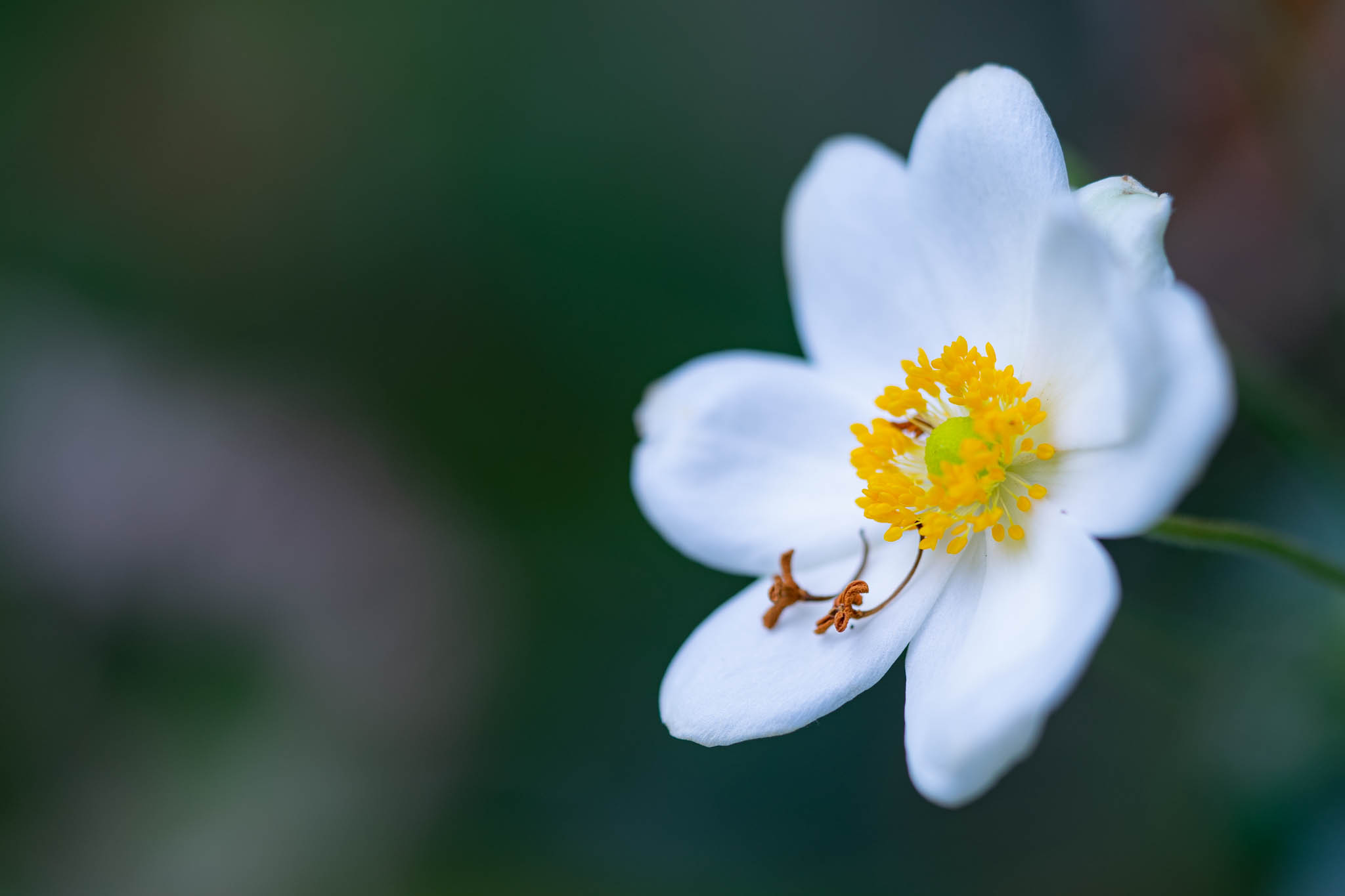 f:id:Paradisia:20191005125831j:plain f:id:Paradisia:20191005125831j:plain