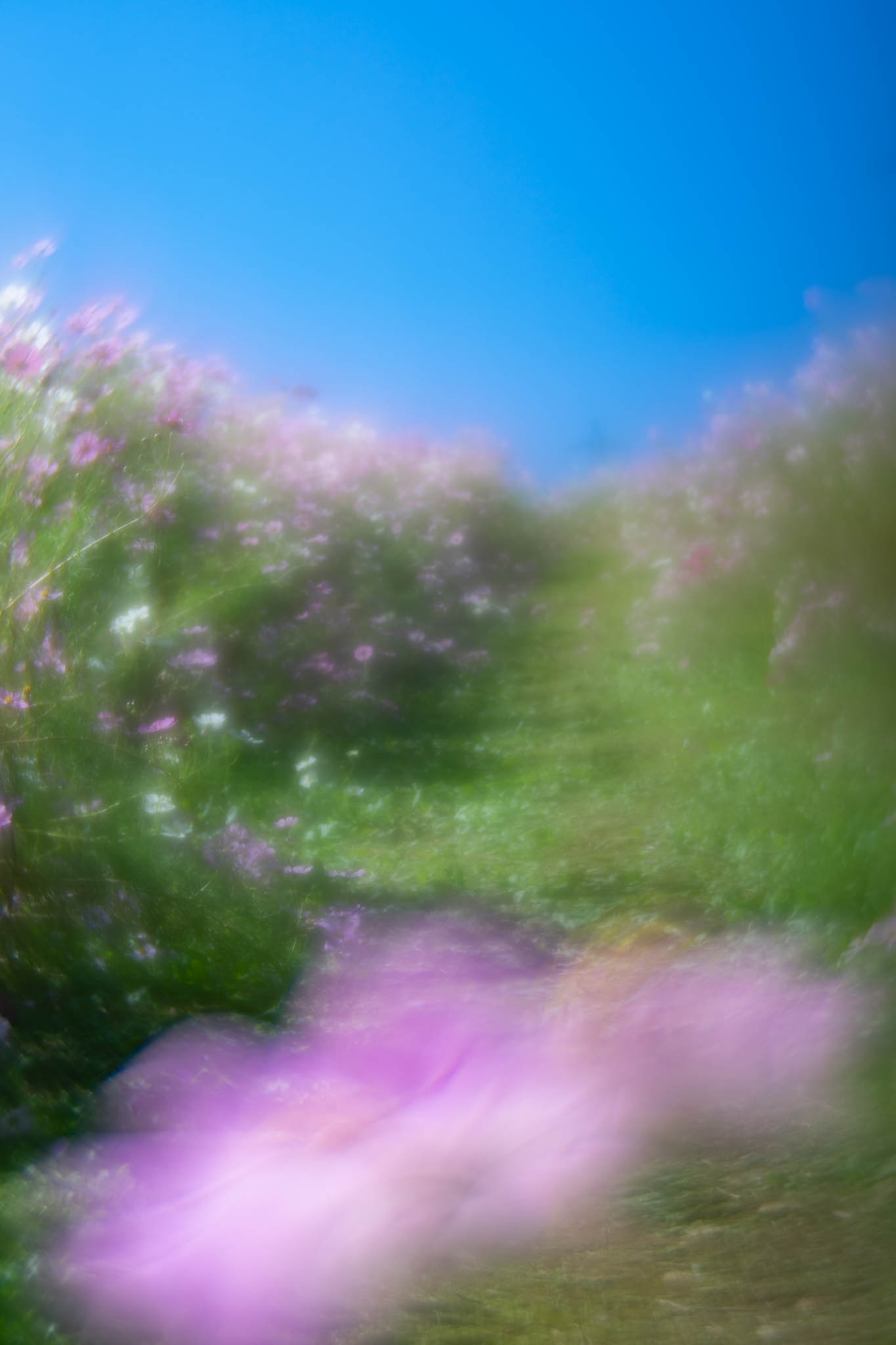 f:id:Paradisia:20191010175731j:plain