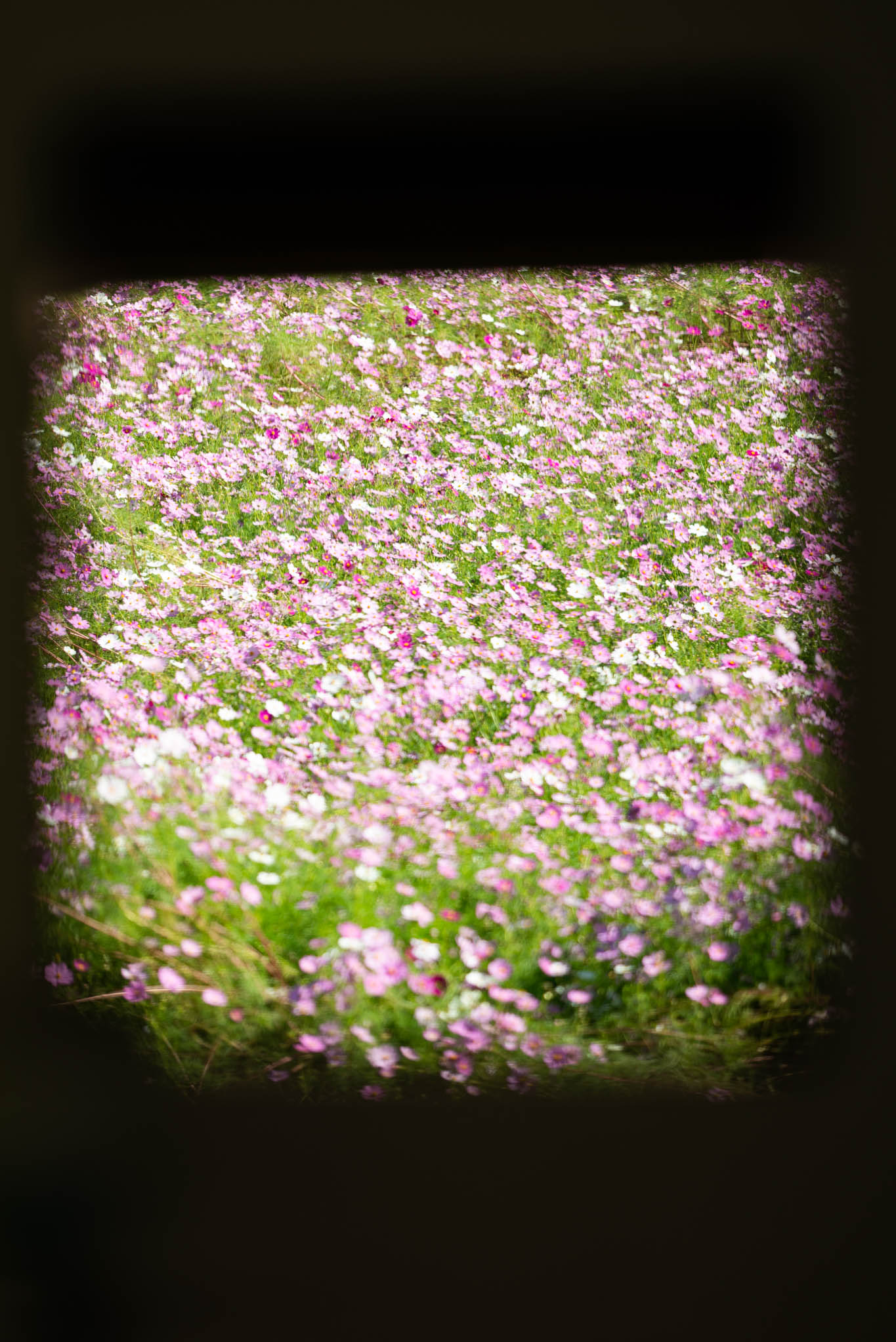 f:id:Paradisia:20191010175756j:plain